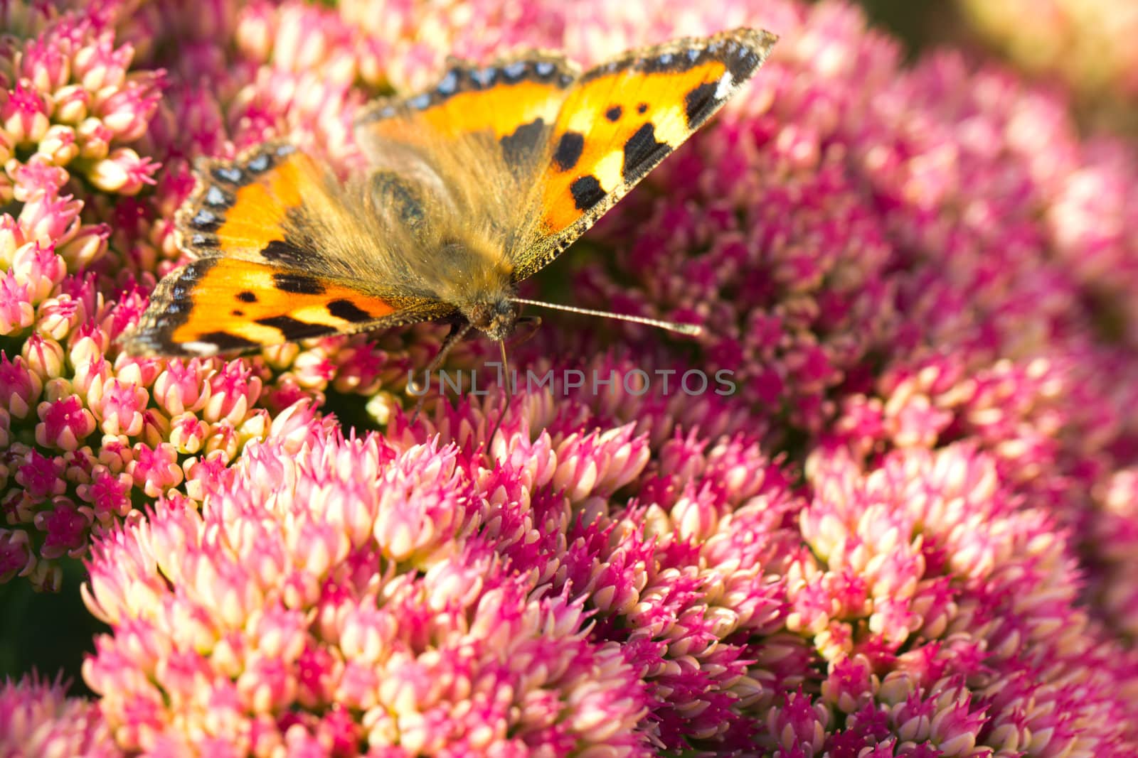 A small Tortoiseshell (Aglais urticae) drinking the nectar of a sedum flower