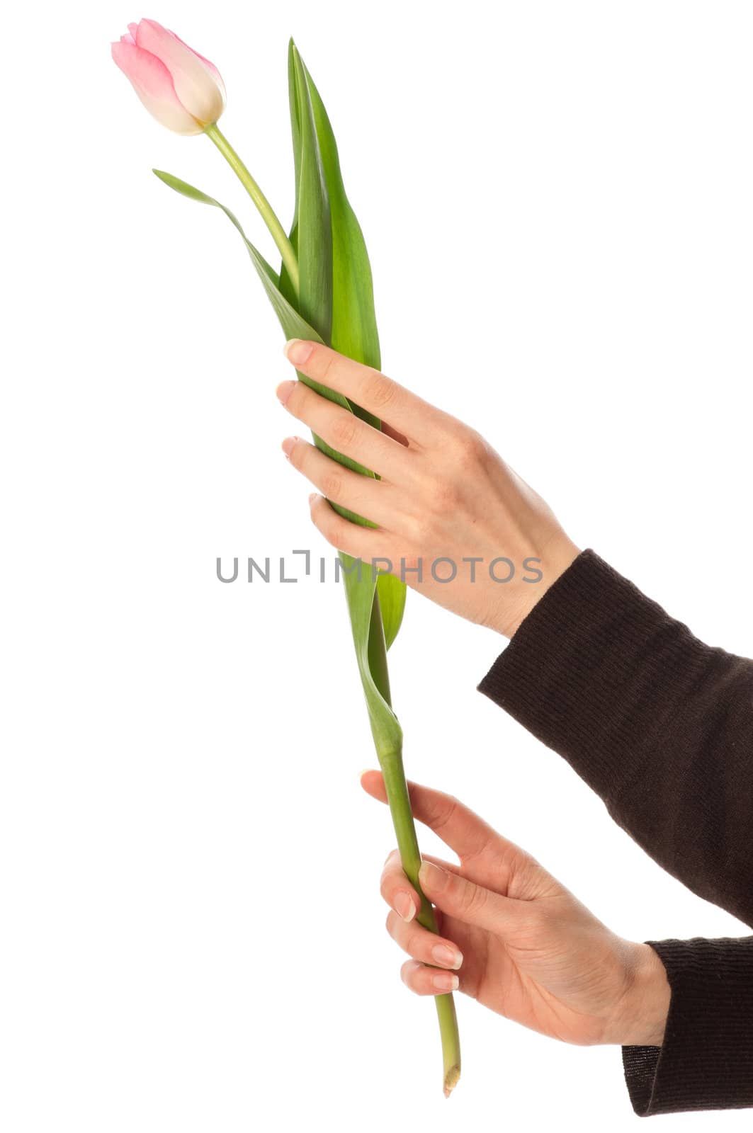 pink tulip in the hand as a symbol of spring