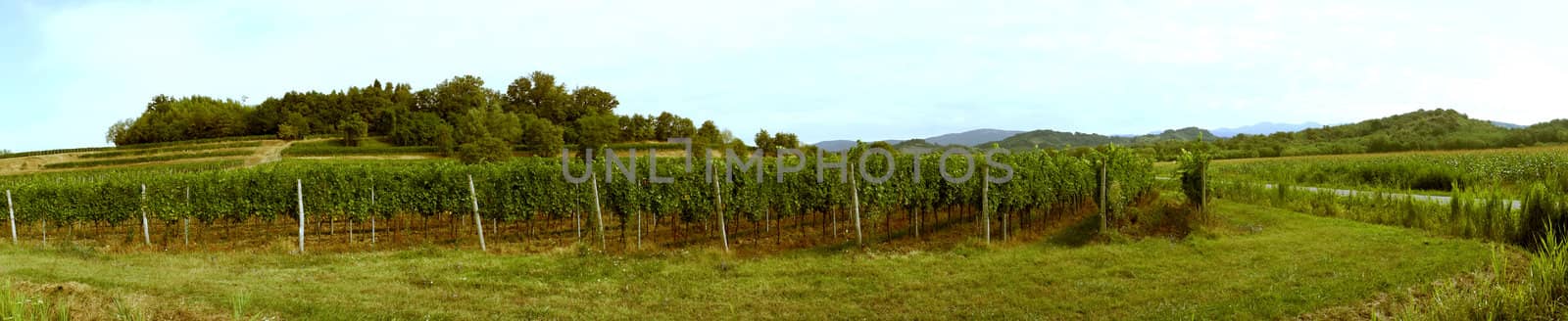 Vineyard panorama with hills on the background. Cornfield on the side.