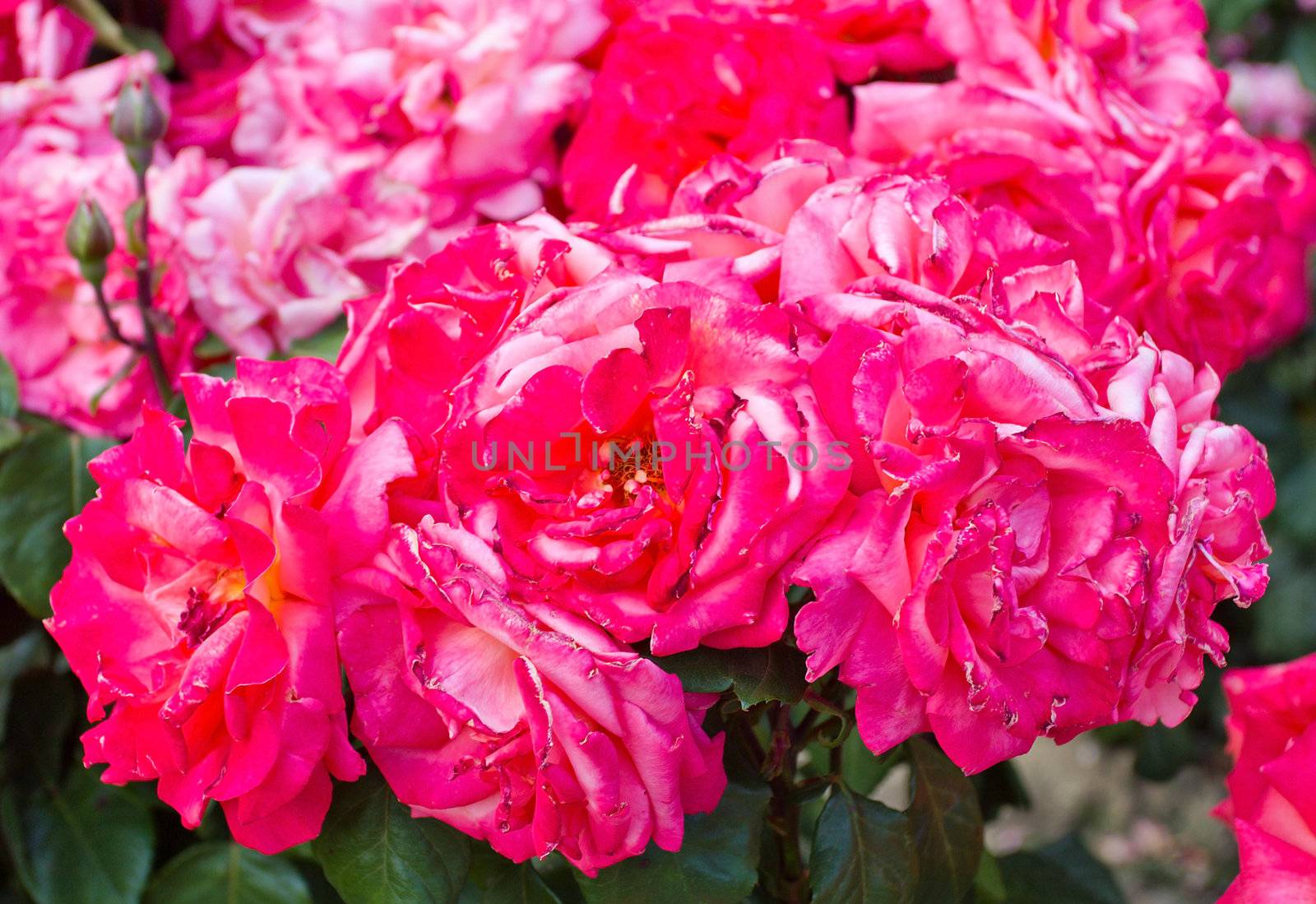 bush of beautiful pink roses by Alekcey