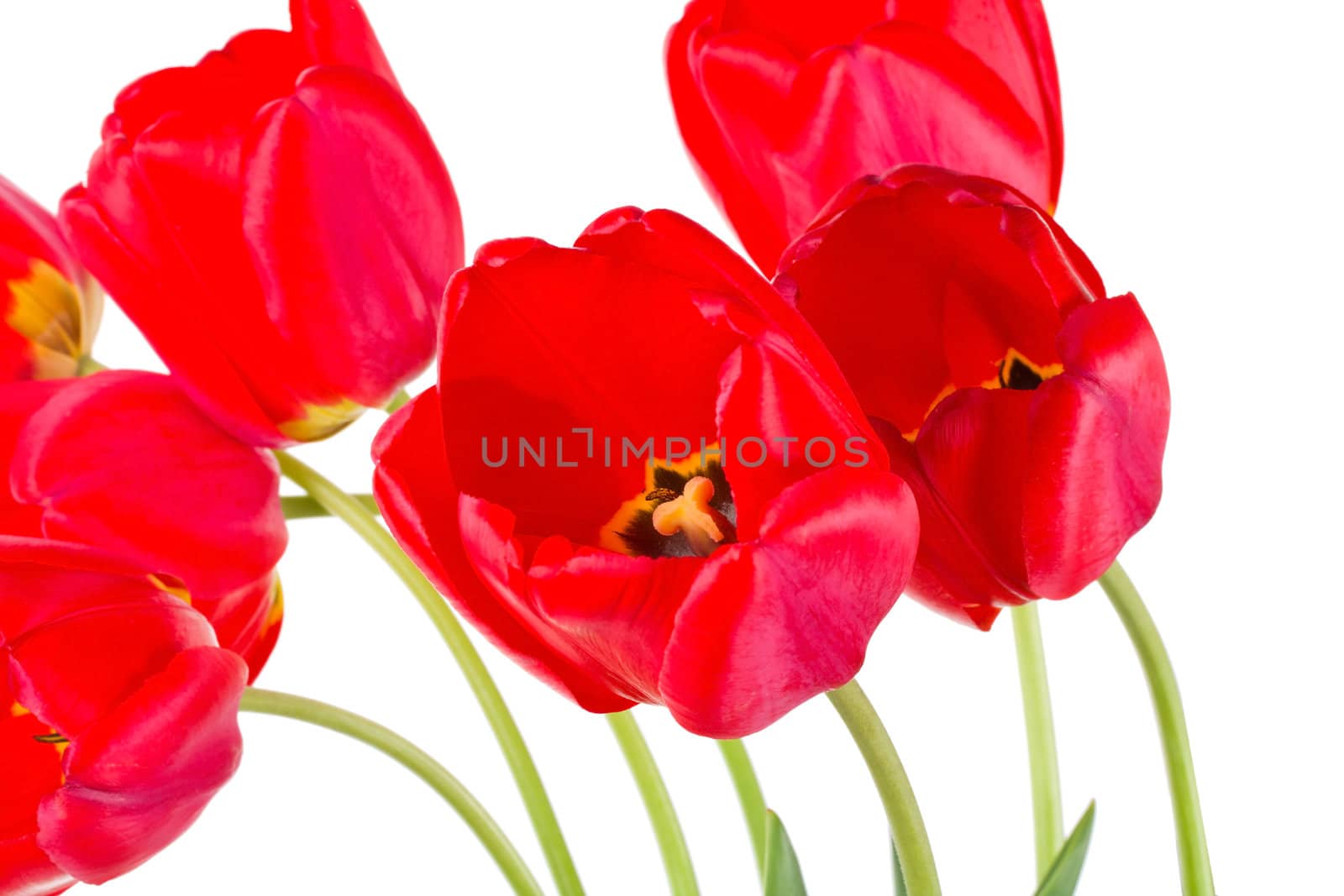 close-up red tulips, isolated on white