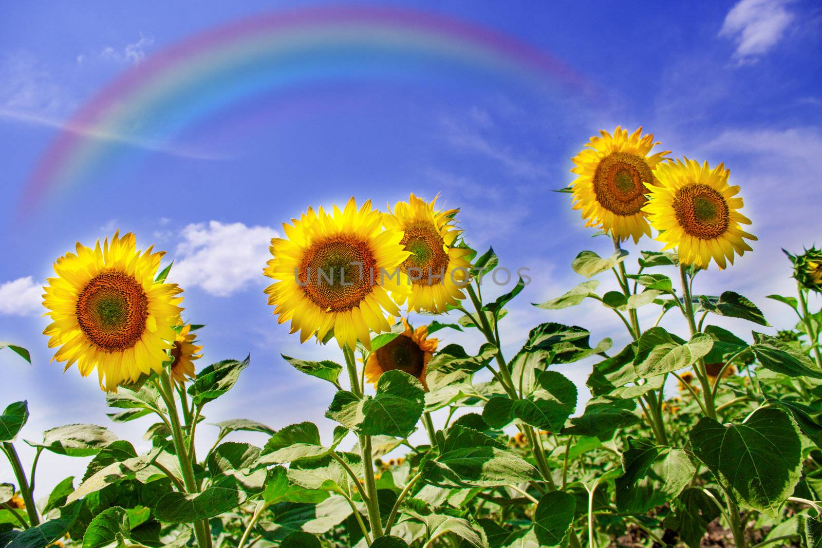Sunflowers field with rainbow over blue sky