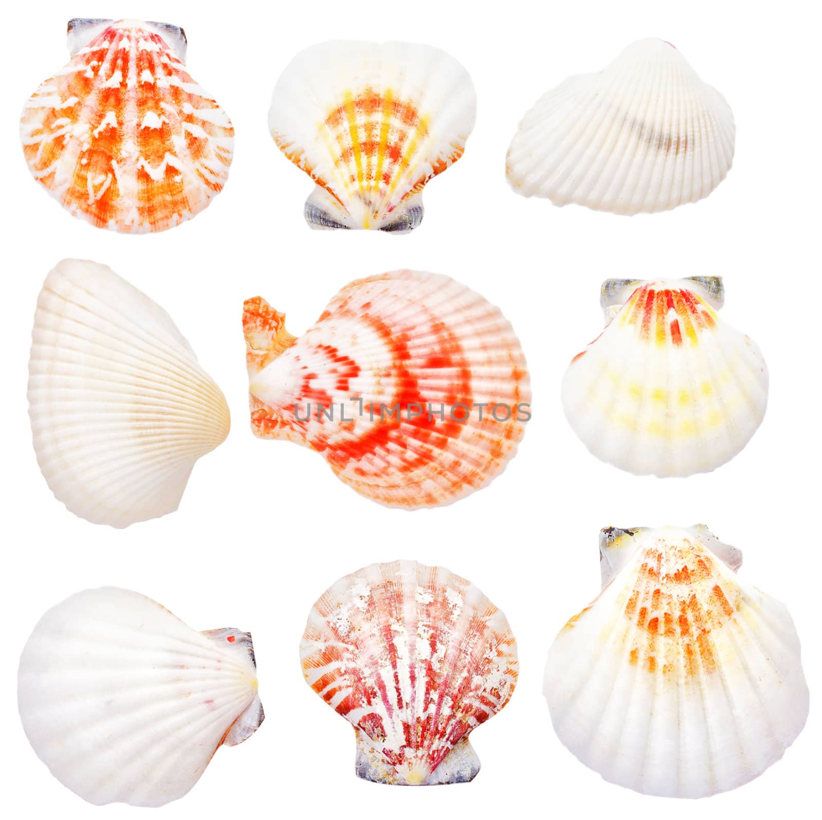 collection of seashells by Alekcey