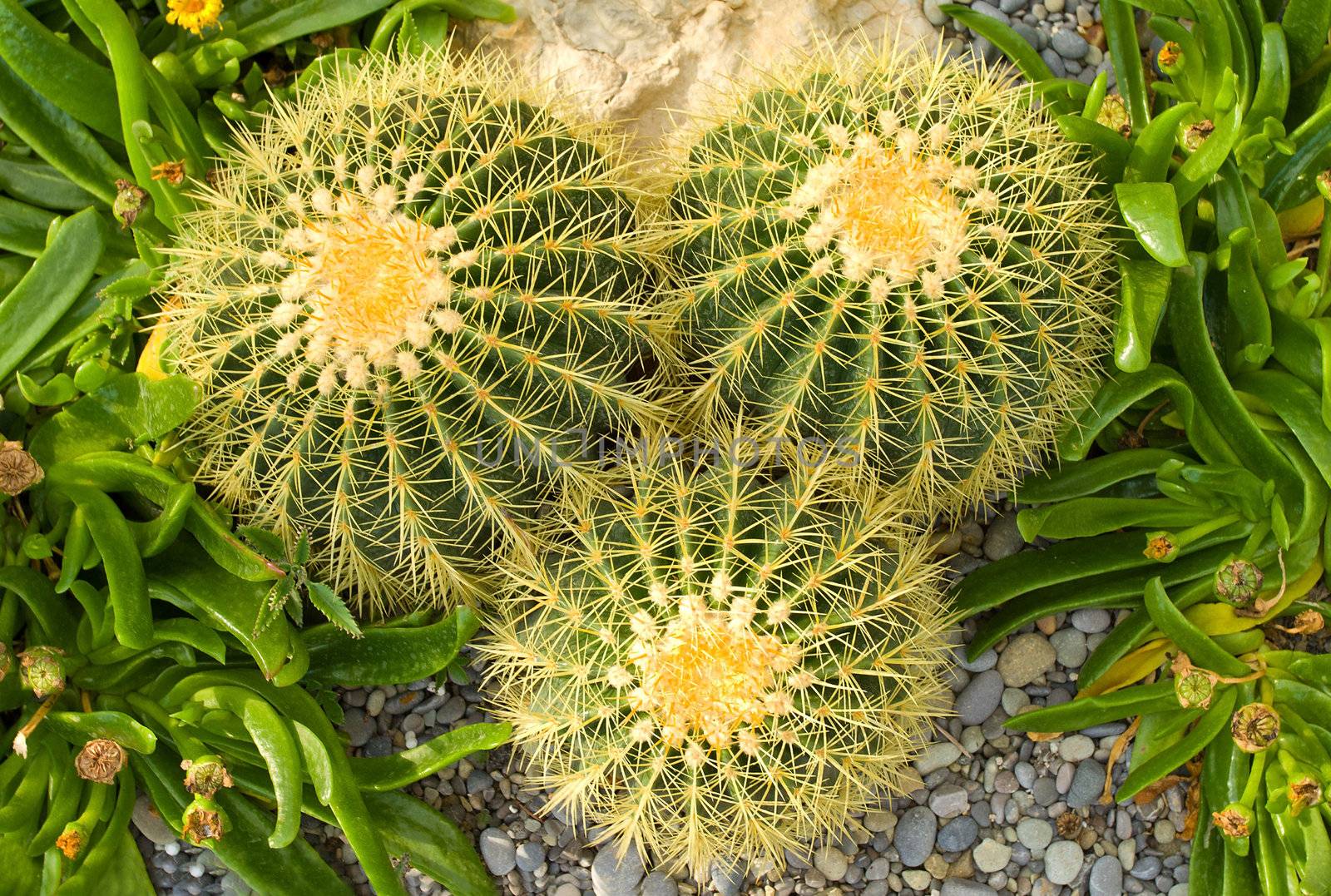 three big cactuses background