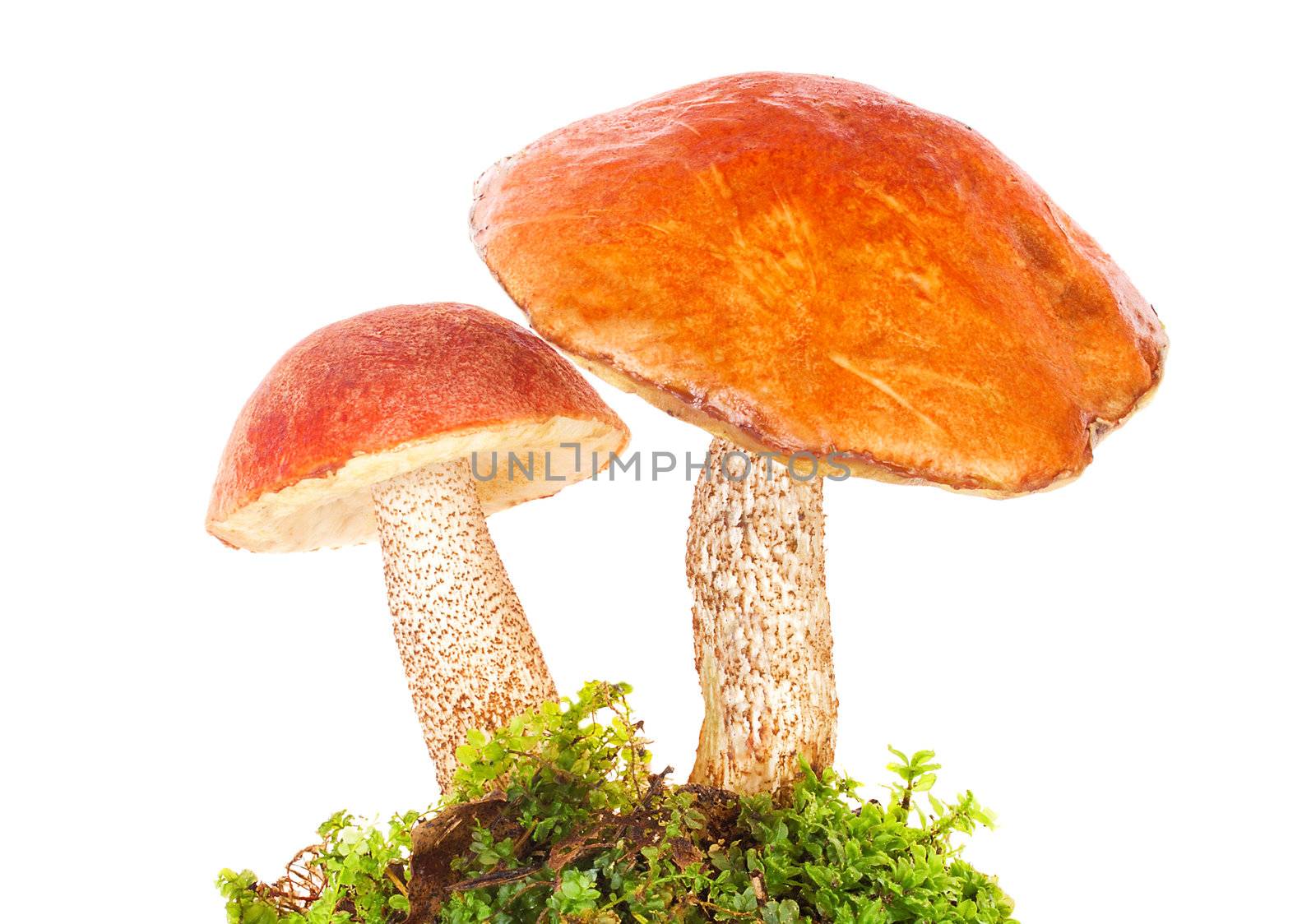 orange-cap boletus in moss by Alekcey