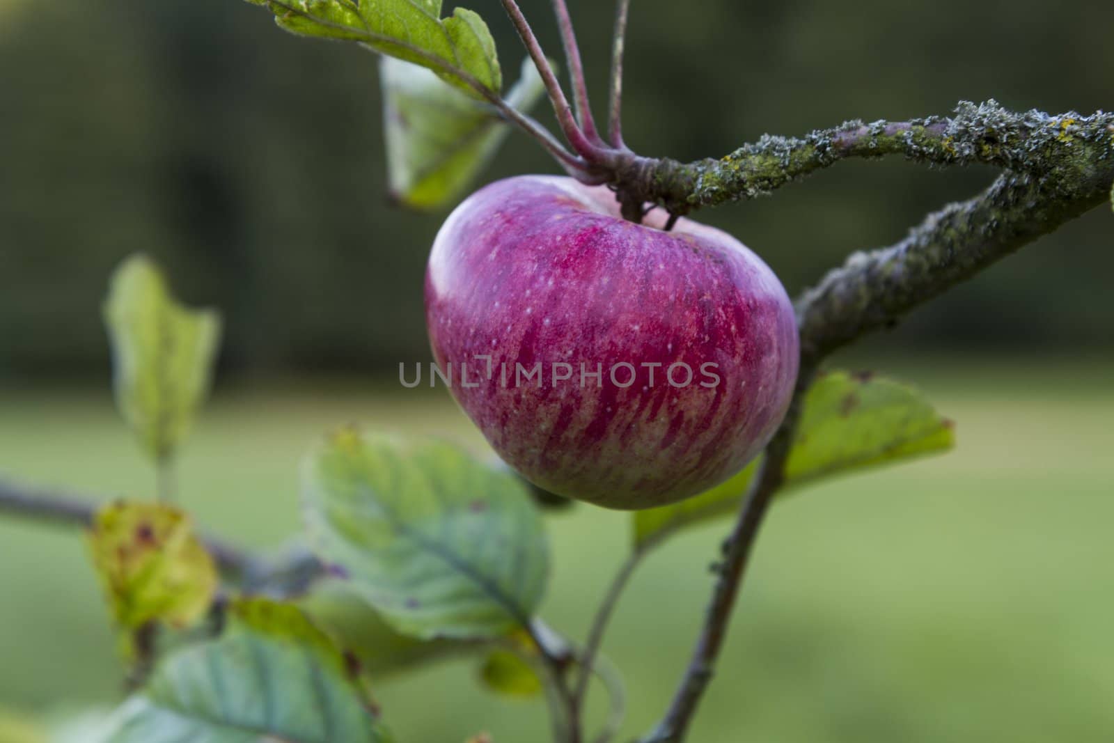 red apple hanging at tree. blurred background