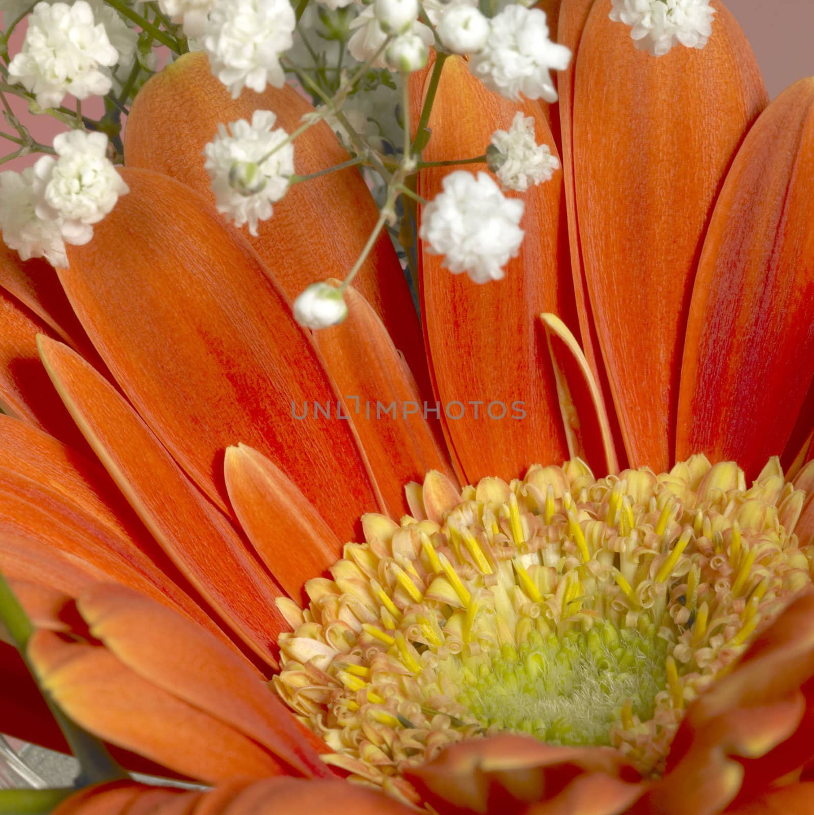 full frame closeup photography of a red gerbera flower