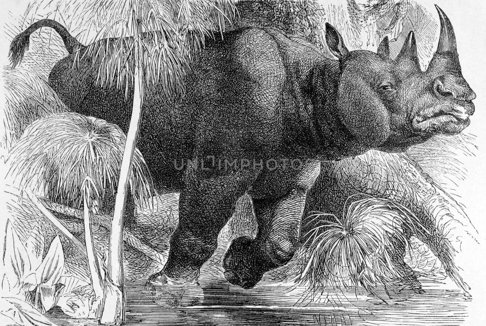 Black Rhinoceros by Georgios