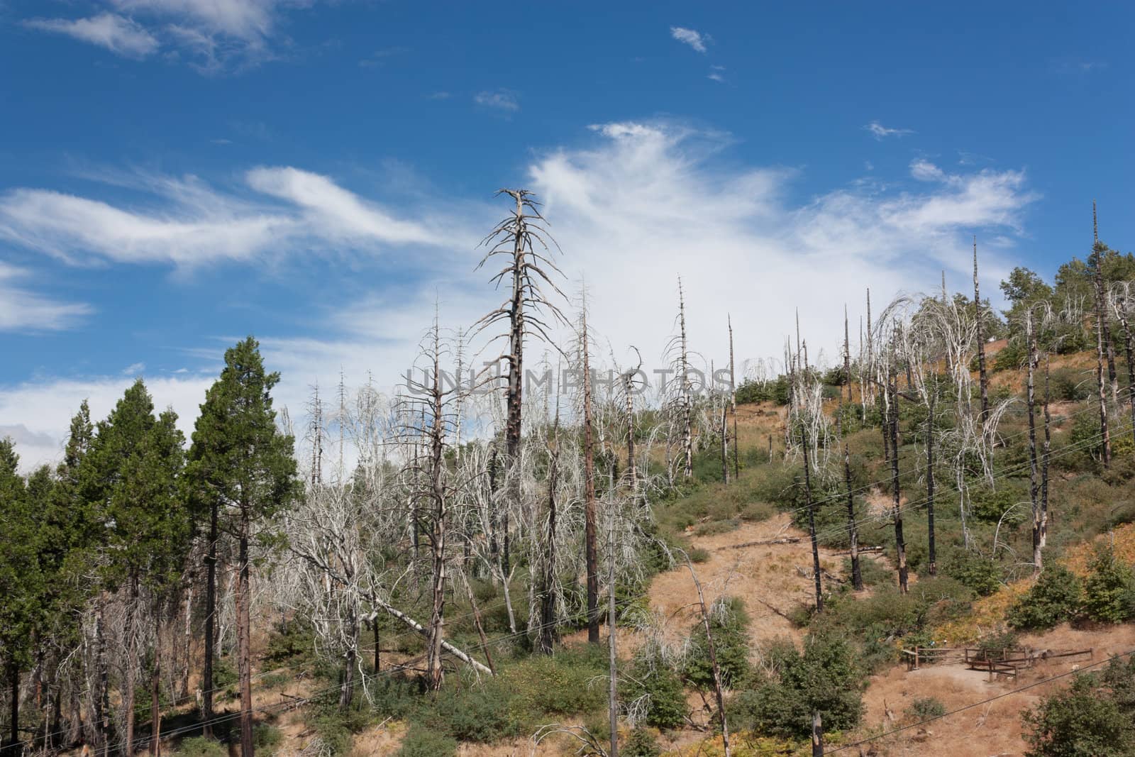 Forest Fire Damage in the San Bernardino National Forest