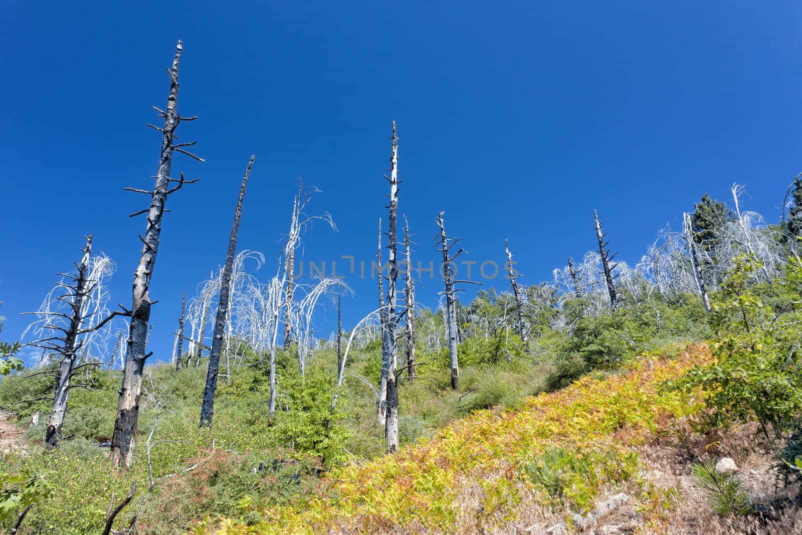 Forest Fire Damage in the San Bernardino National Forest