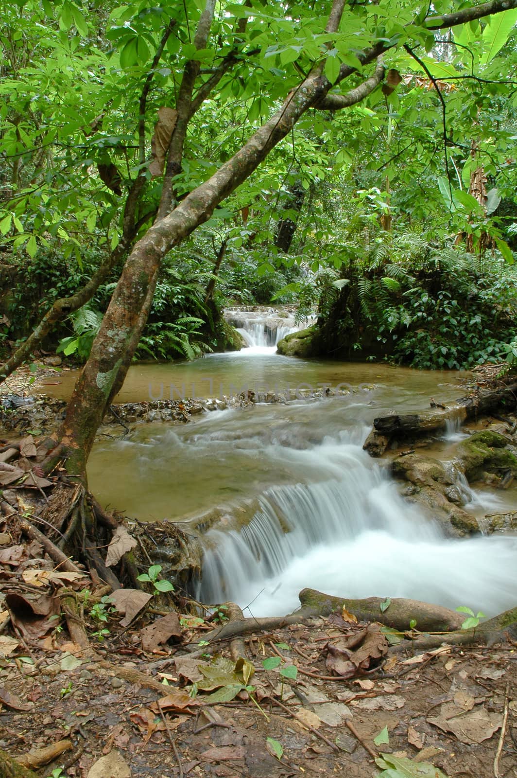 tropical stream by anankkml