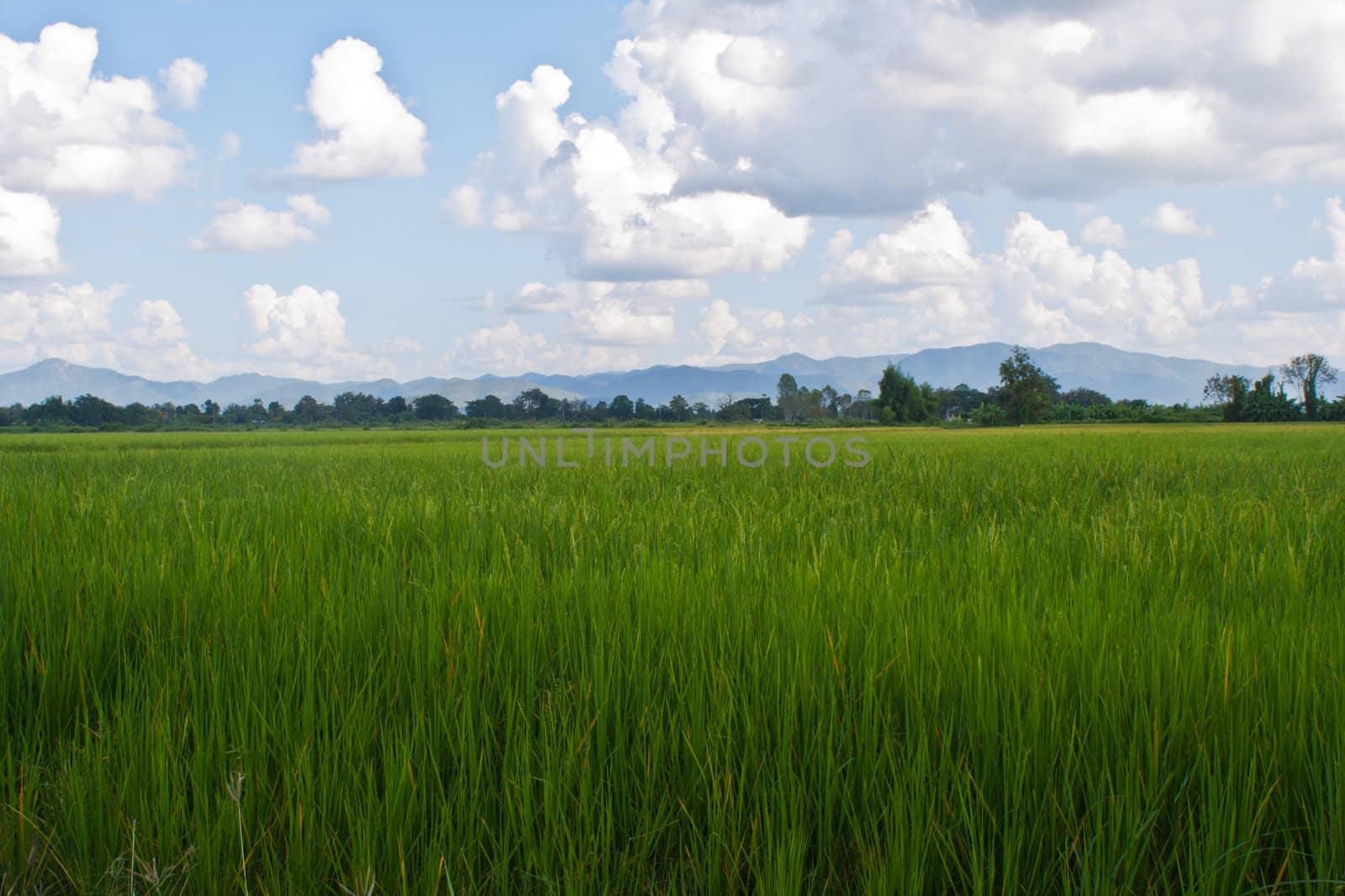 Cloudy skies and green fields of rice, a small, northern Thailand.