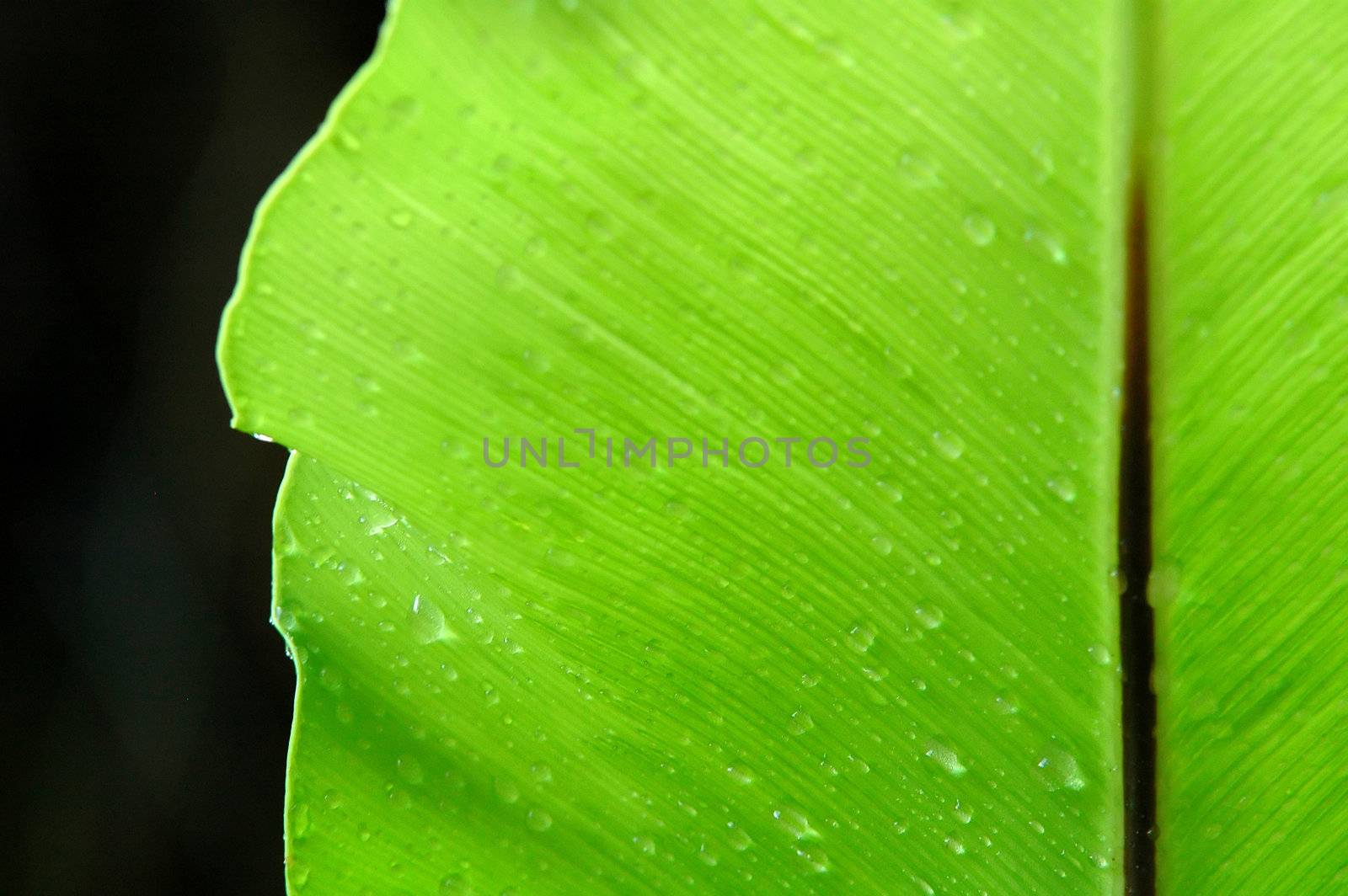 fern leaf