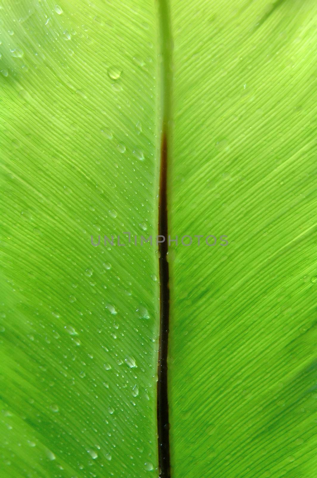 fern leaf