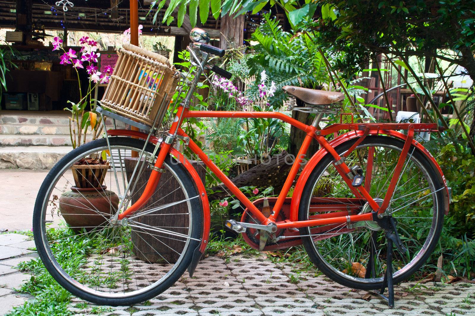 Old red bicycles, basket trees in the garden.