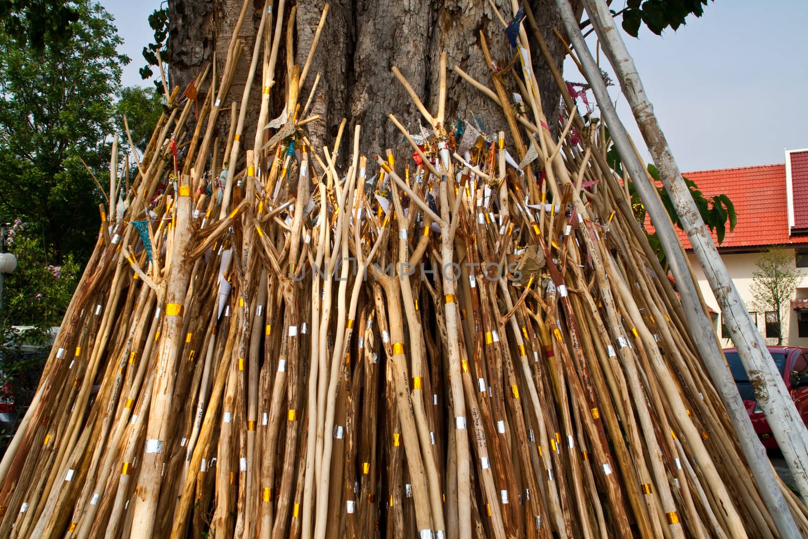 Shore Bodhi tree in Buddhism, chiangmai thailand.