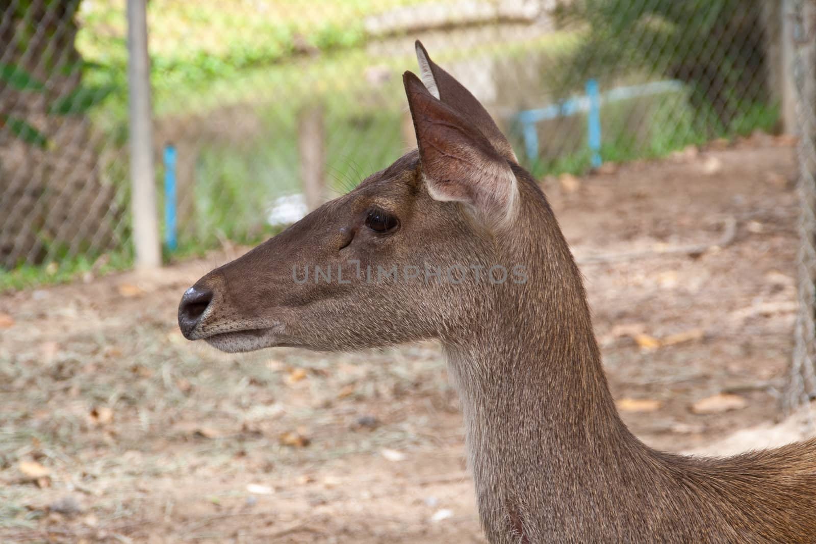 Baby deer brown in the zoo. chiangmai, thailand.