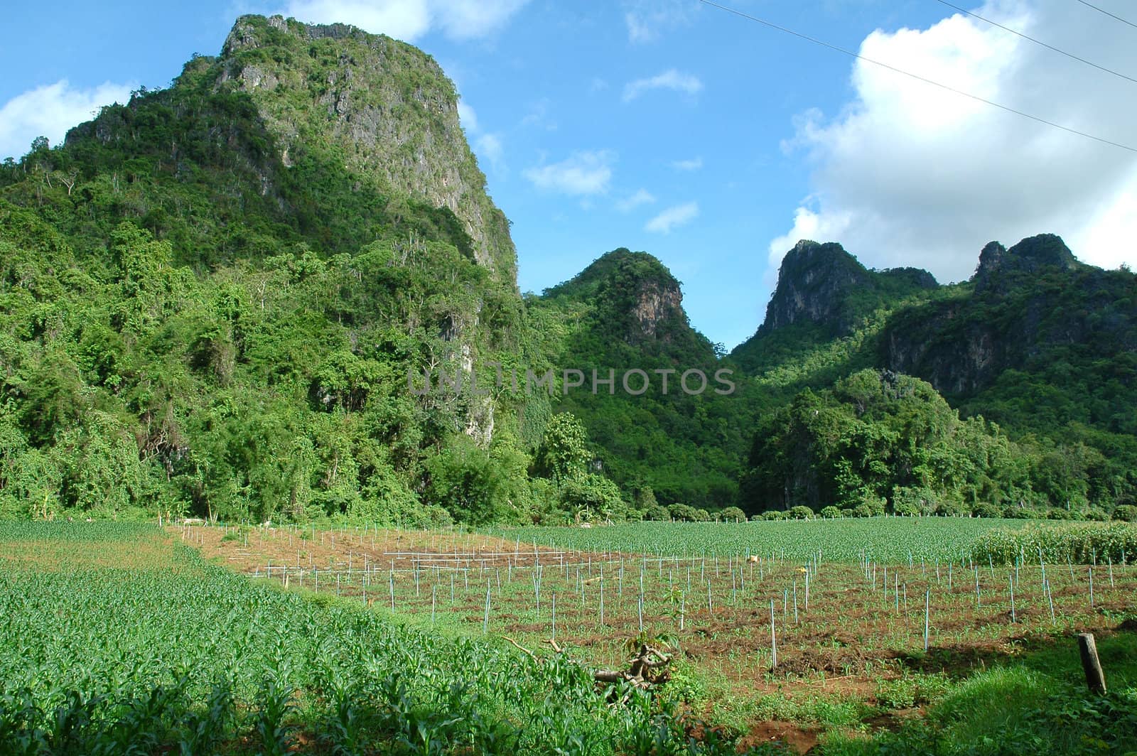 corn field