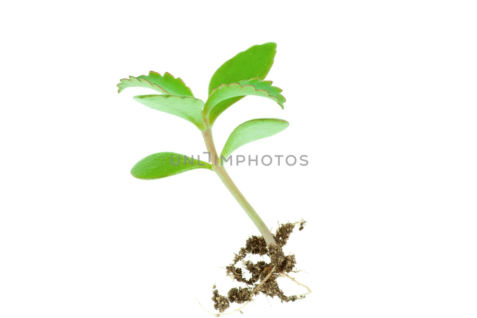 Young seedling growing in a soil isolated on white