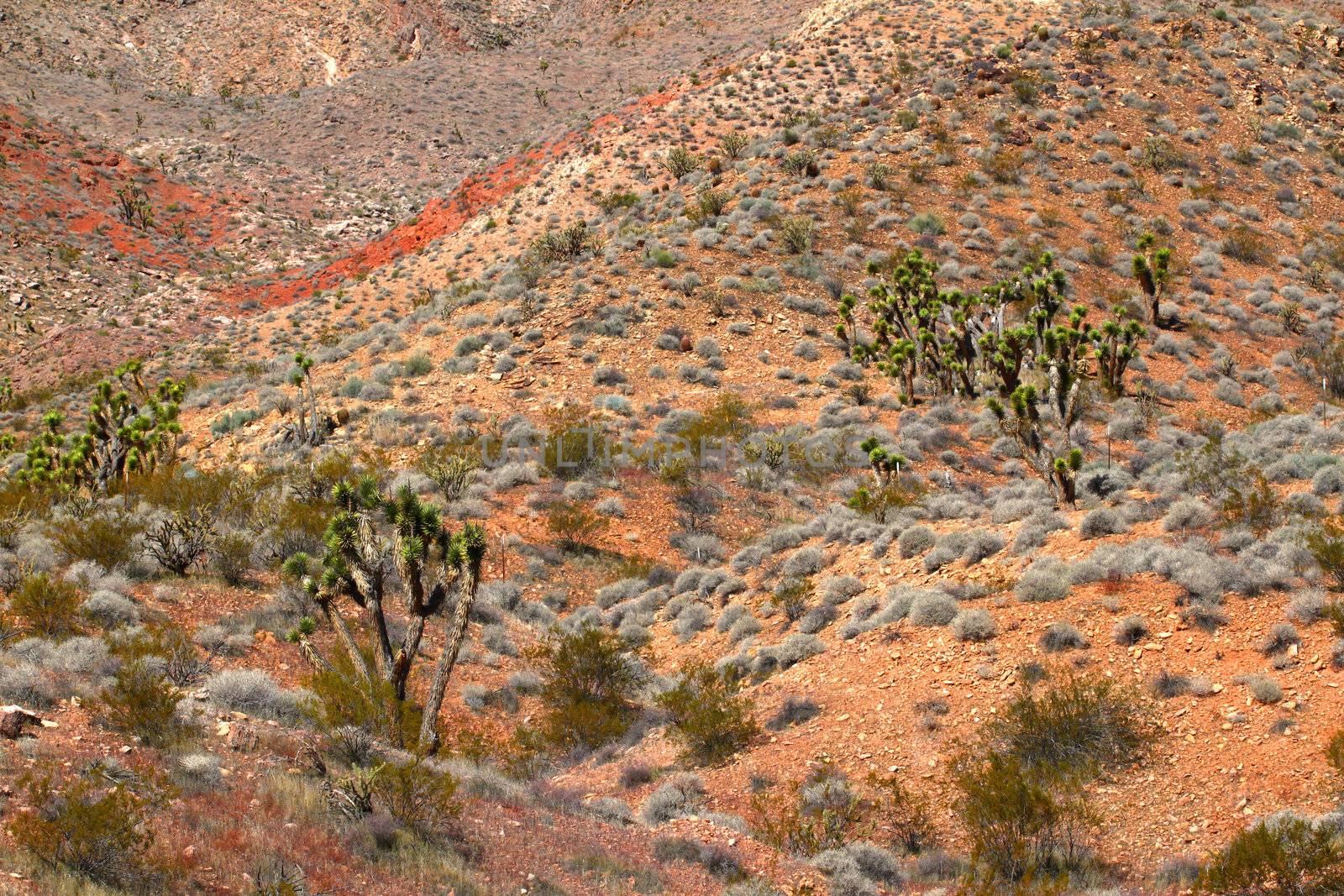 Joshua Trees scattered amongst a rugged desert at Beaver Dam Mountains Wilderness Area.