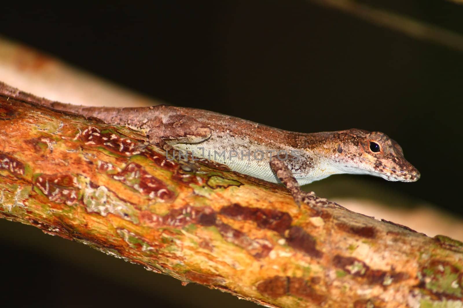 Anole at Guanica State Forest by Wirepec