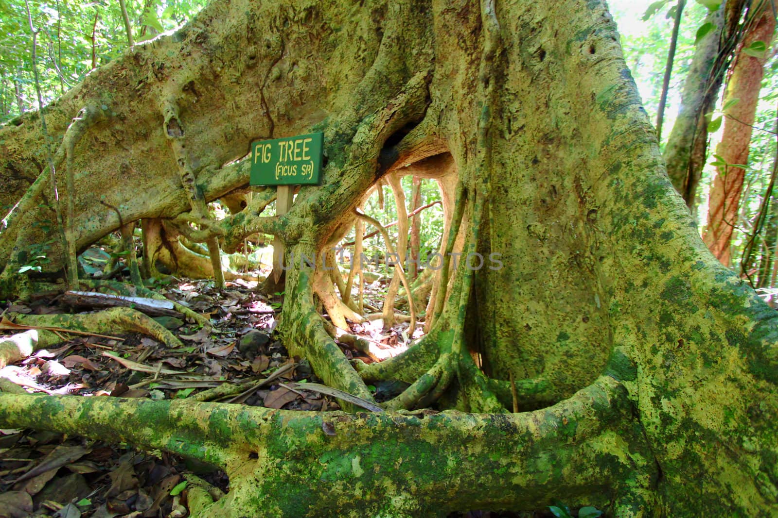 Spreading roots of a fig tree in Sage Mountain National Park of Tortola.