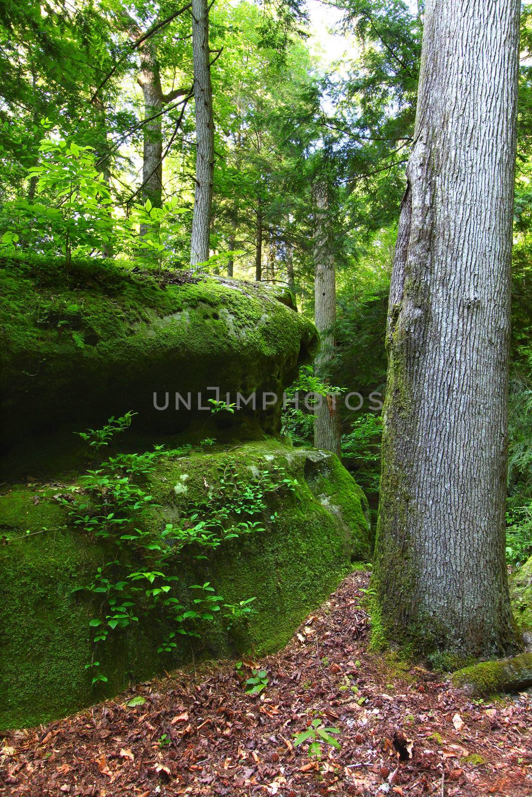 Moss covers a huge boulder in a lush secluded forest of Alabama.