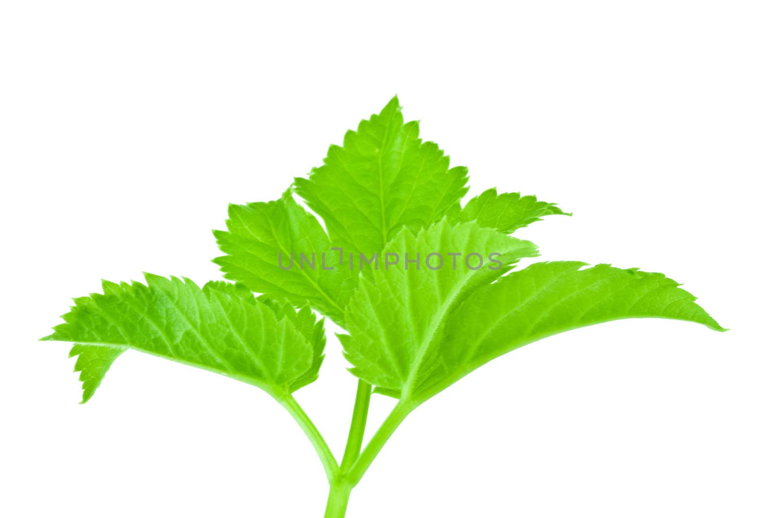 green fresh leaf isolated on white background
