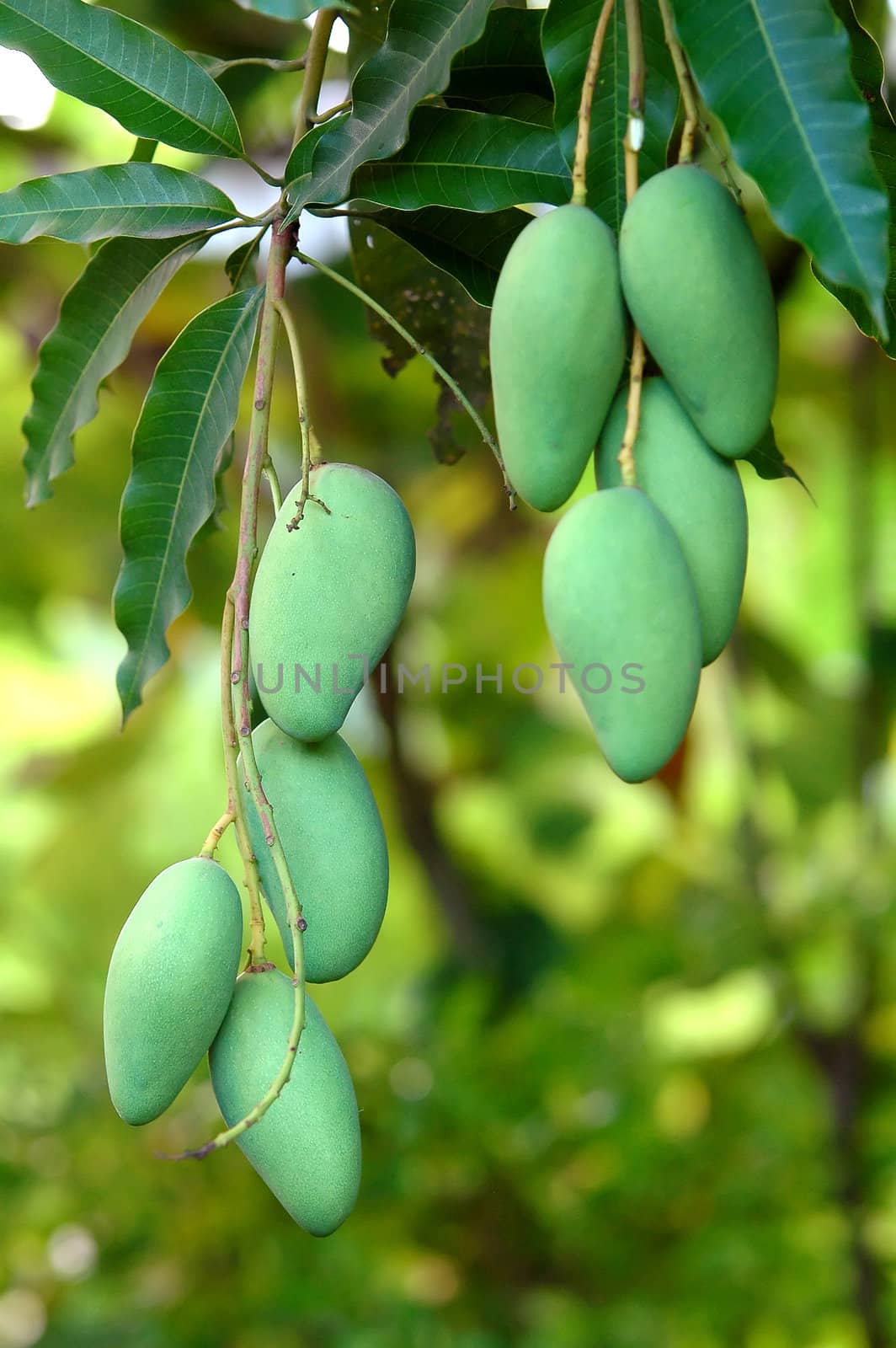 fresh mango on tree by anankkml