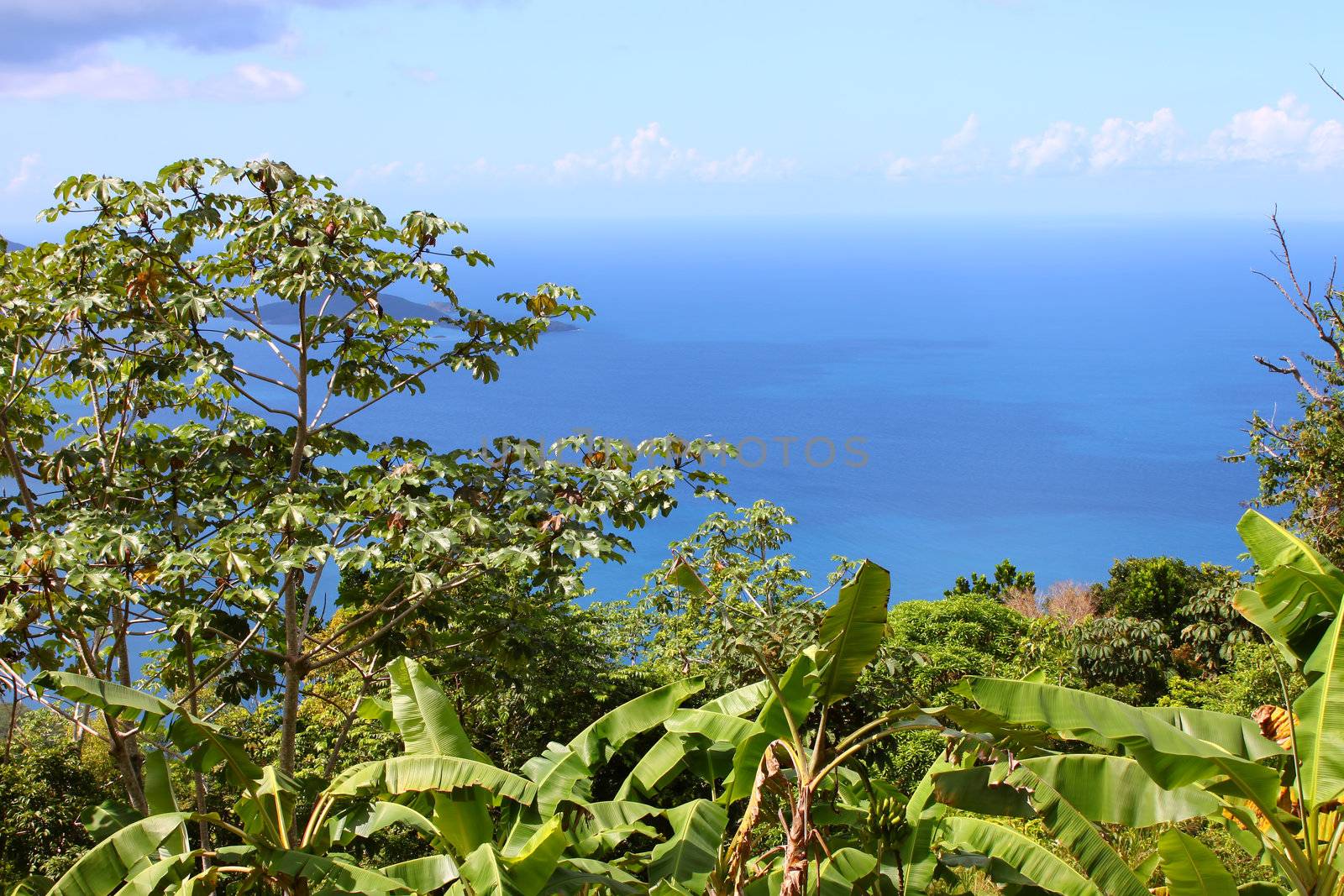 Tropical vegetation and forest scenery on the Caribbean island of Tortola.