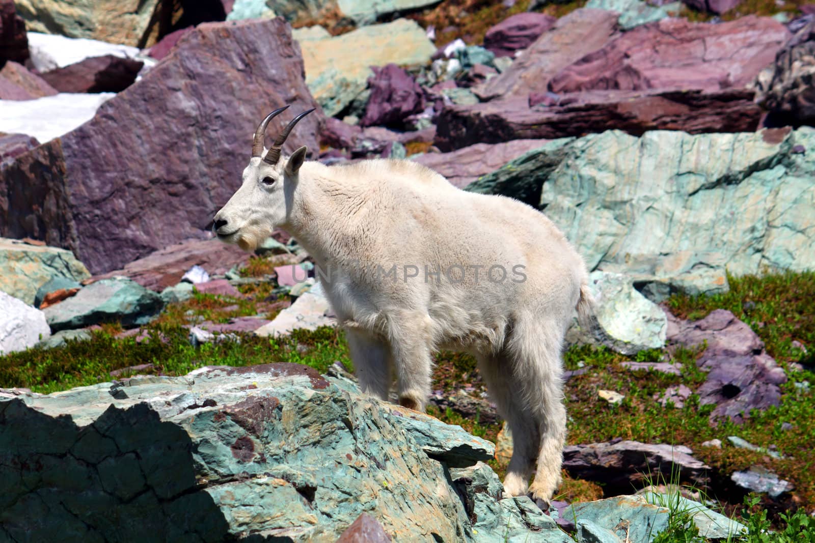 Mountain Goat (Oreamnos americanus) in Glacier National Park of Montana.