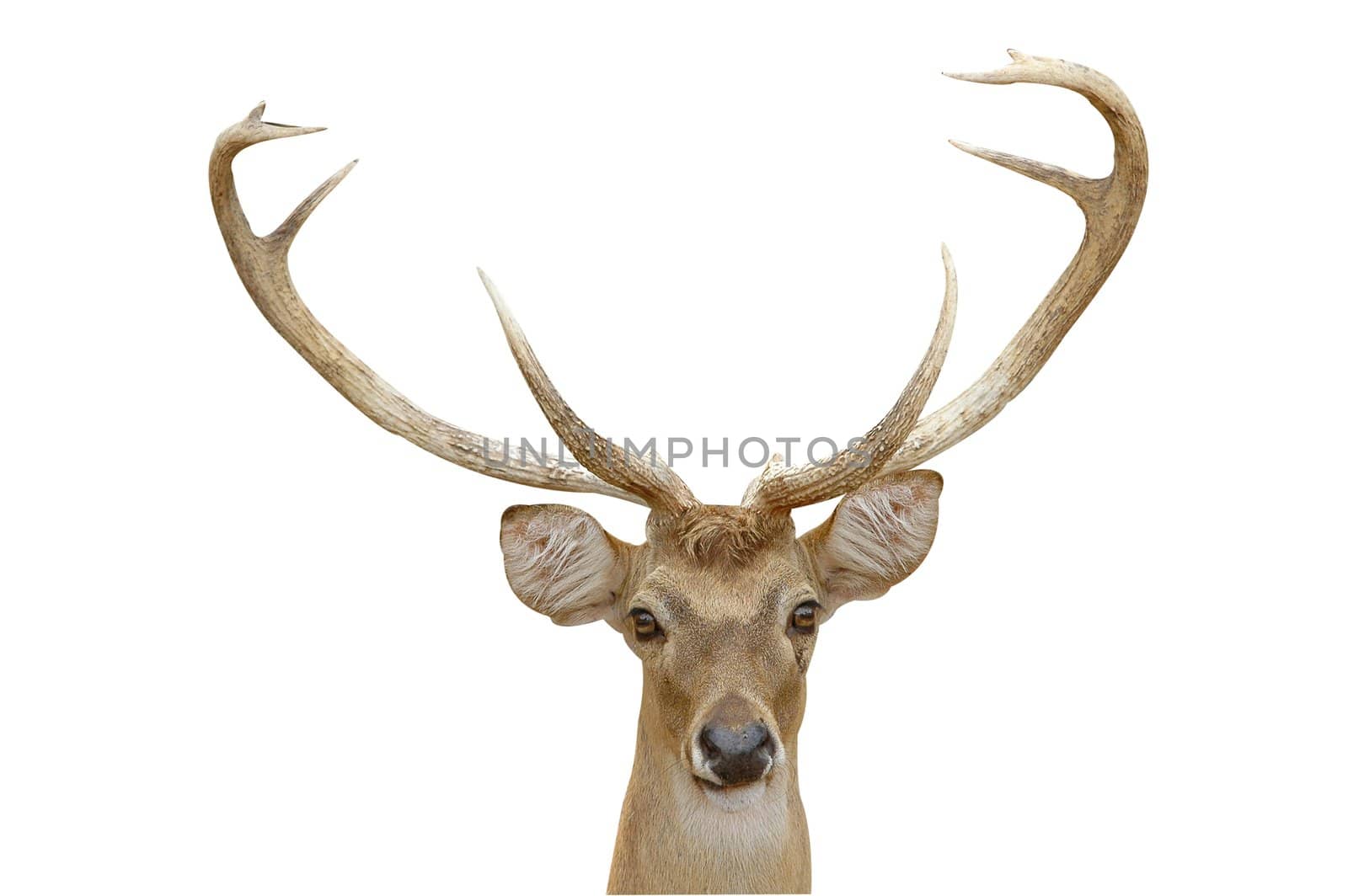 eld deer isolated