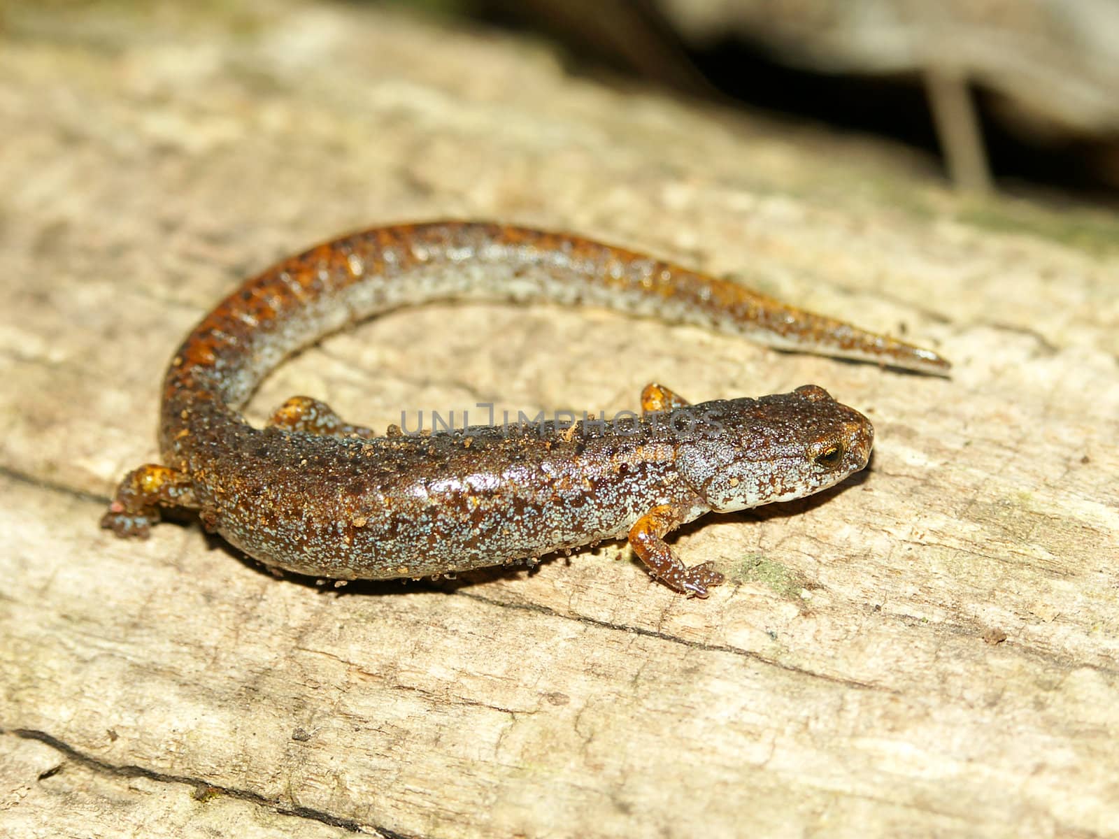 Four-toed Salamander (Hemidactylium scutatum) in central Illinois.