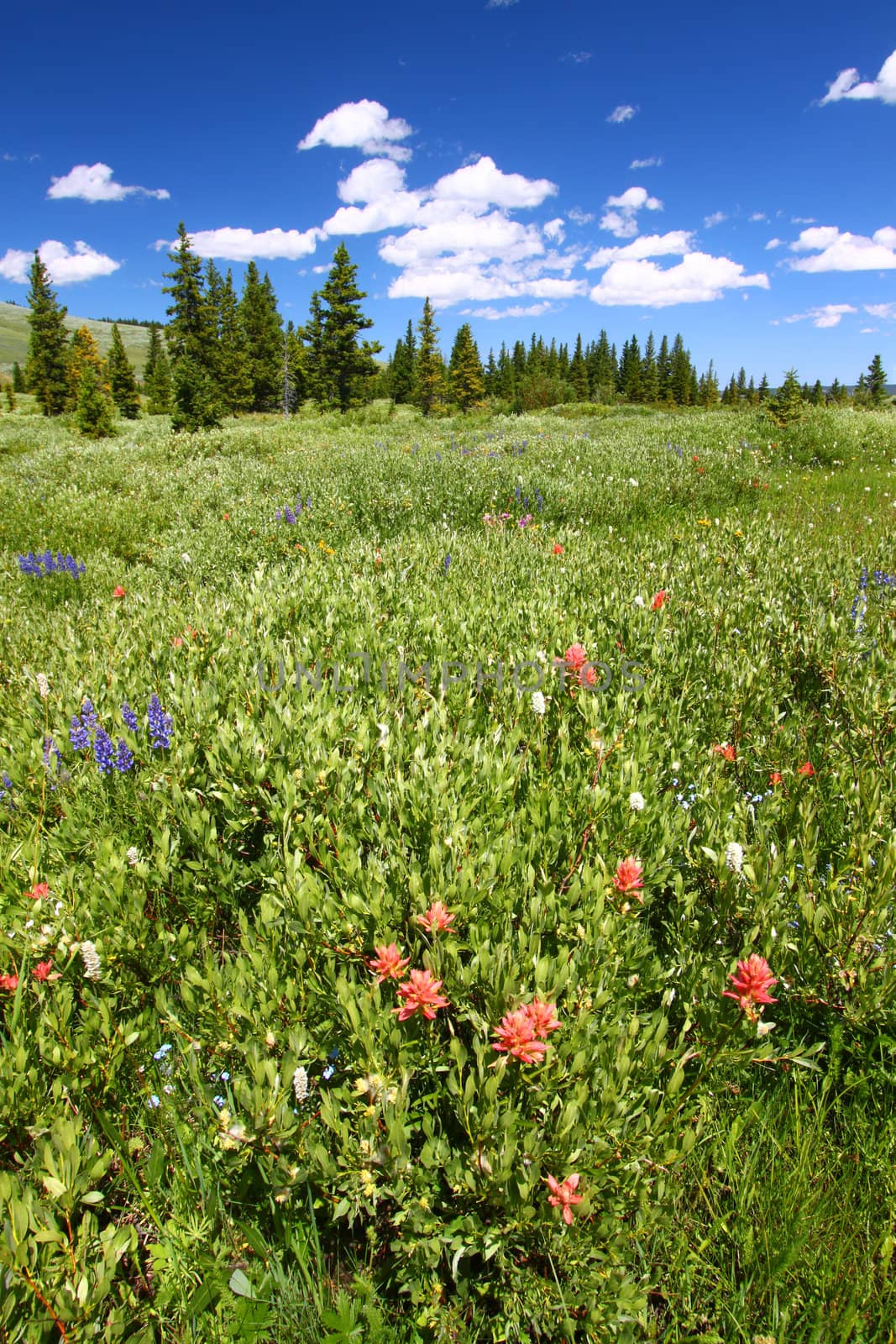 Beautiful wildflowers in the the Bighorn National Forest of Wyoming.