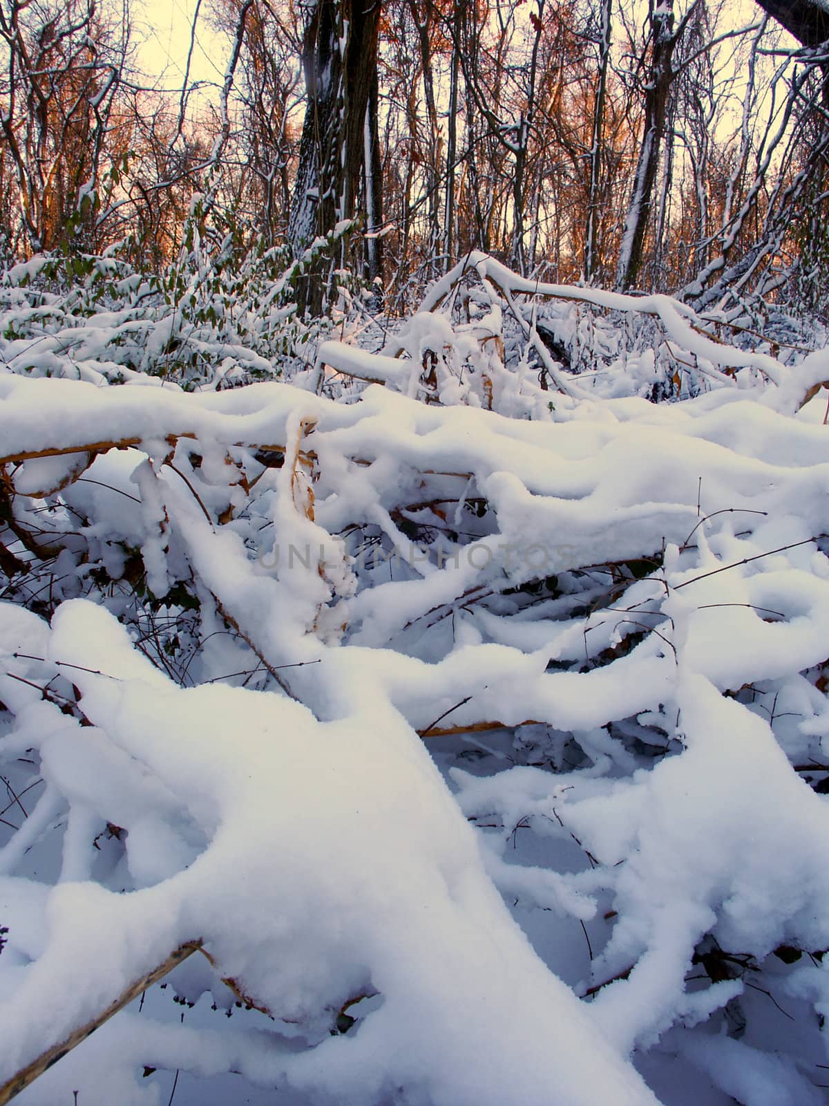 Allerton Park Winter Scenery by Wirepec