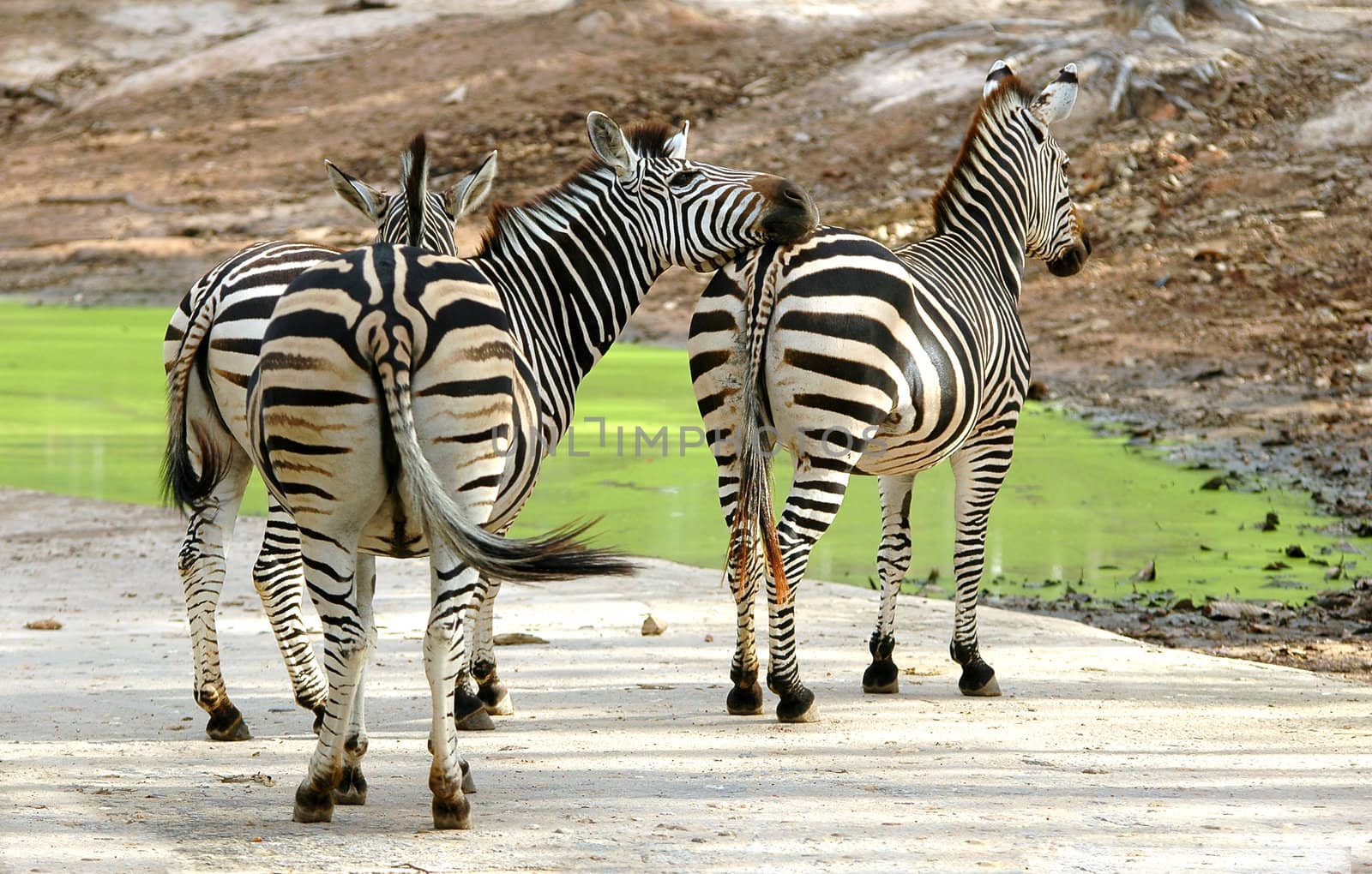 zebra