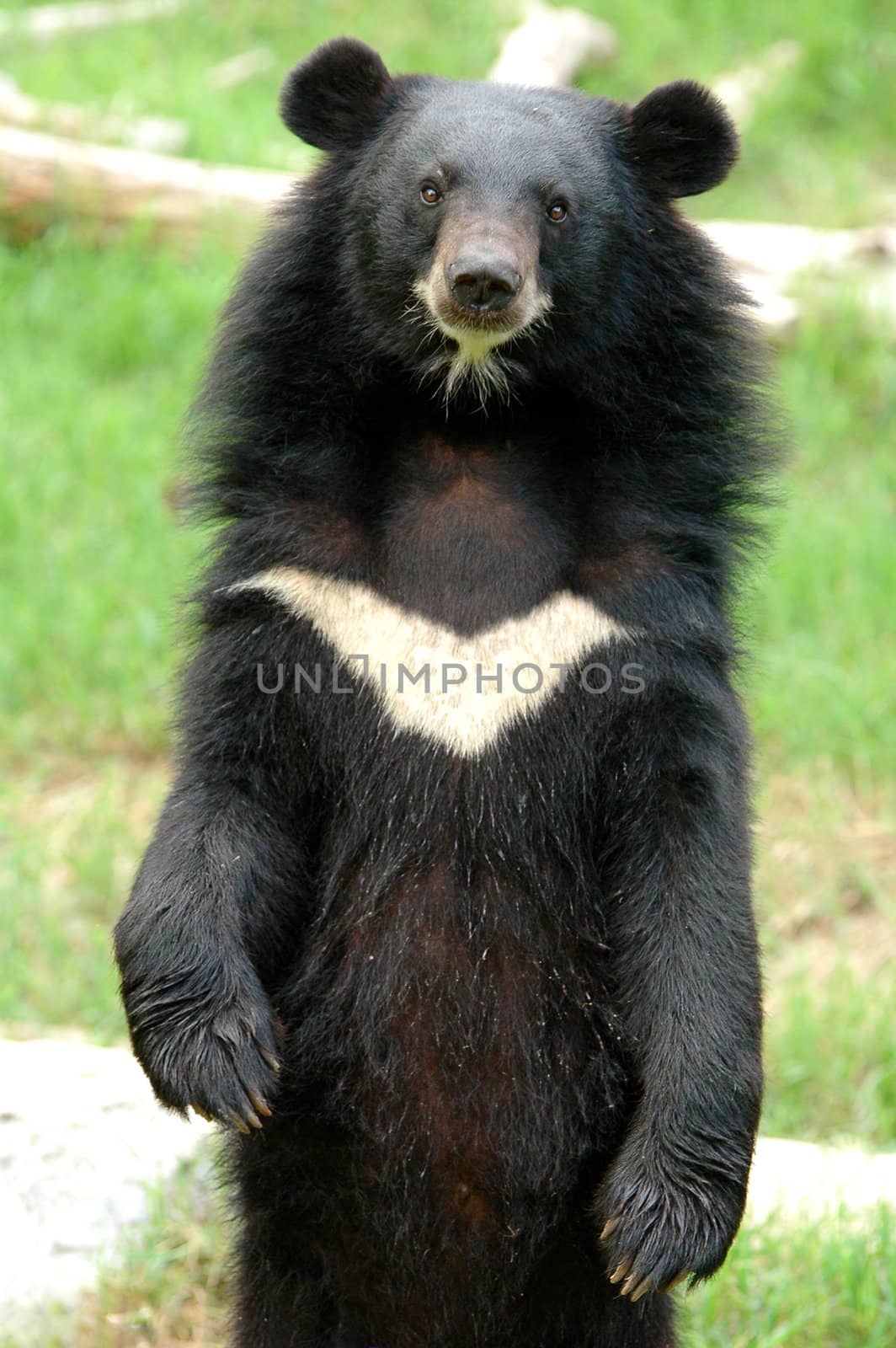 asiatic black bear by anankkml