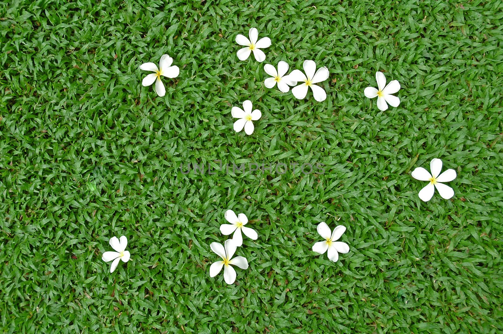 white flower on green grass