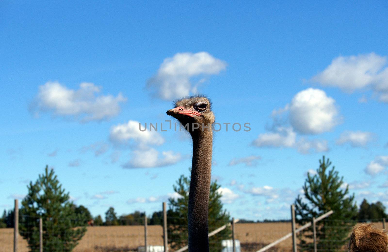 Ostrich on a background of the blue sky