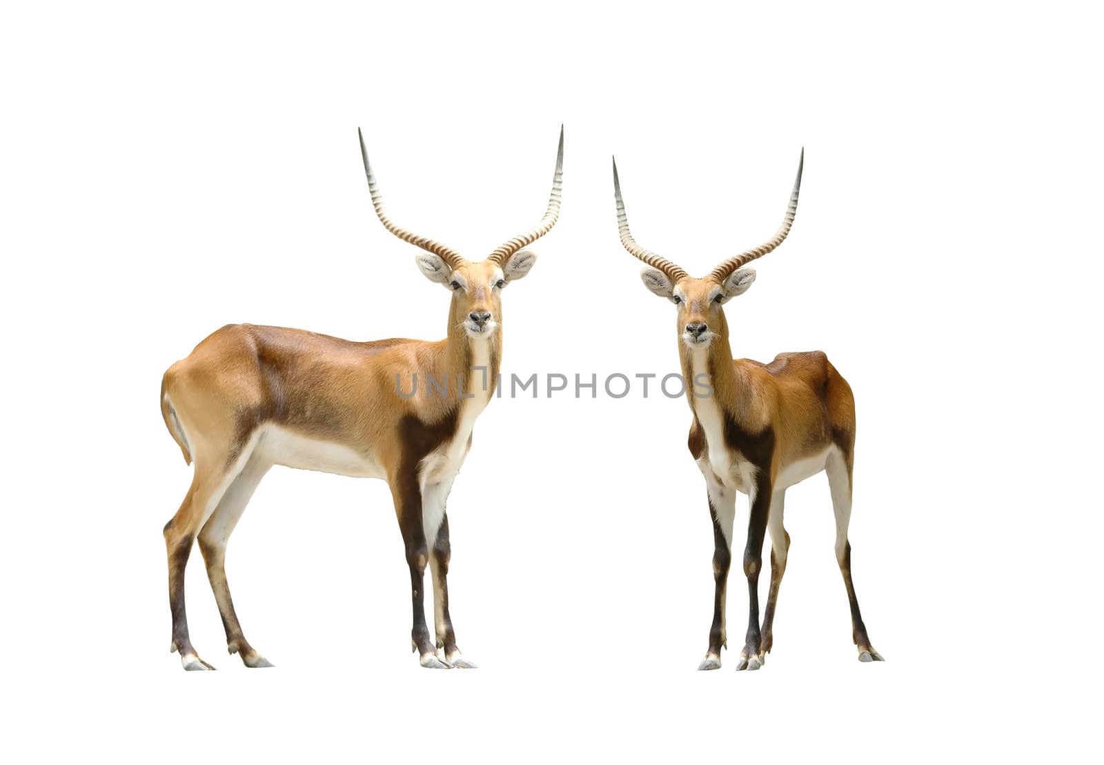 male red lechwe isolated