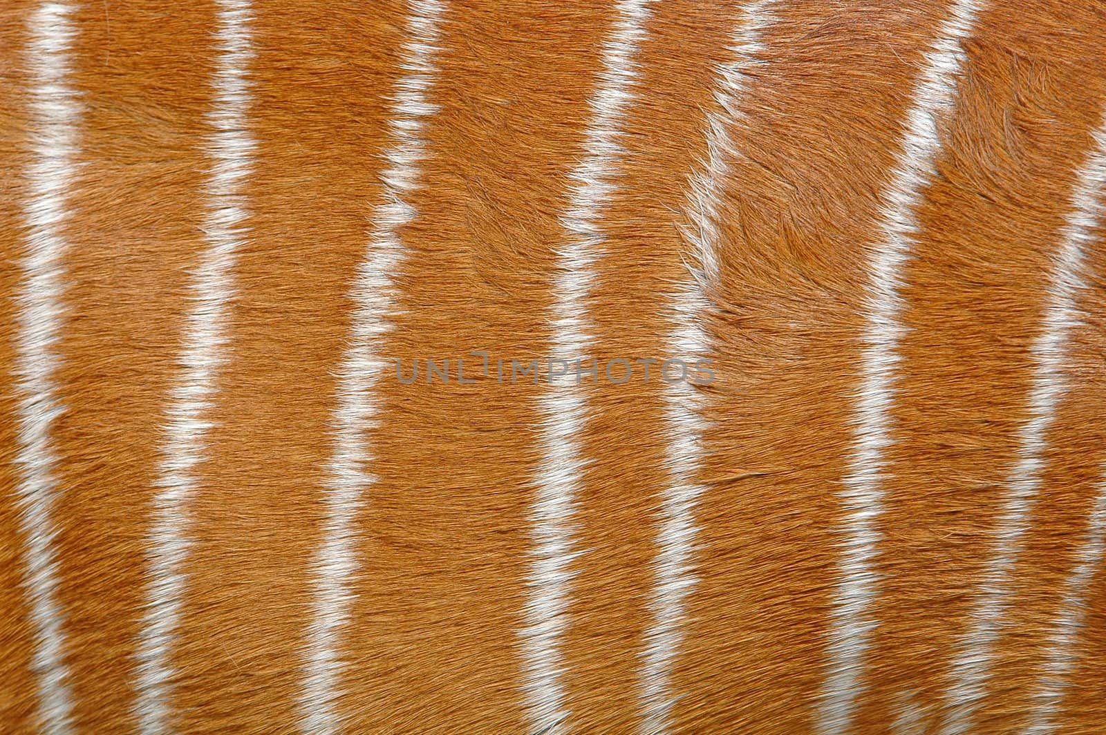 nyala skin