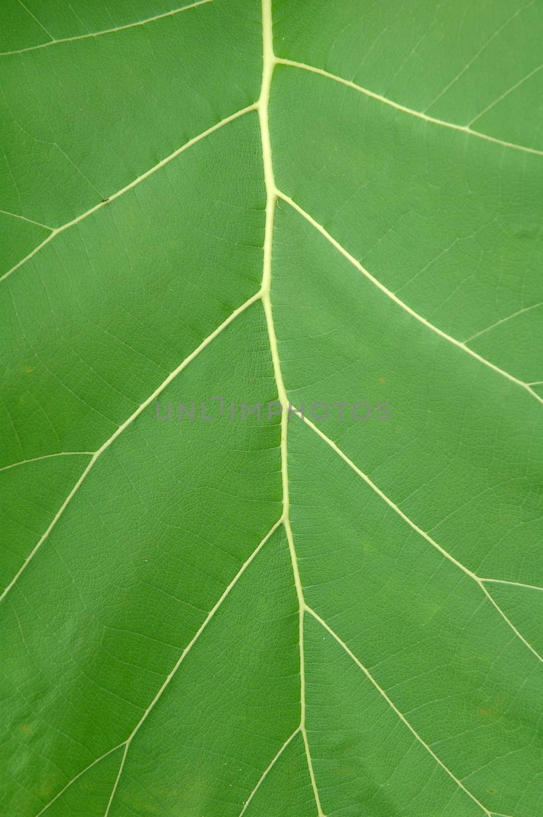 texture of leaf