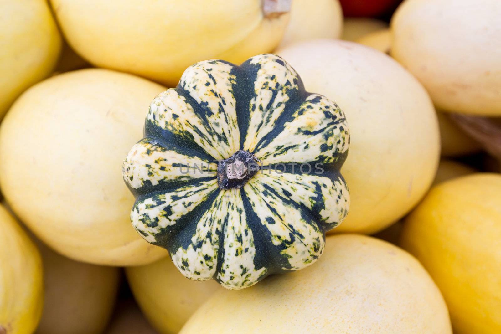 Green Striped Pumpkin on the Yellow Squashes