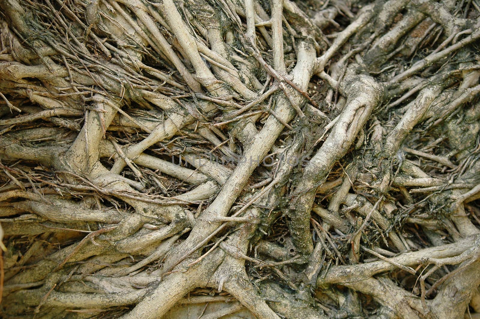 textured of root