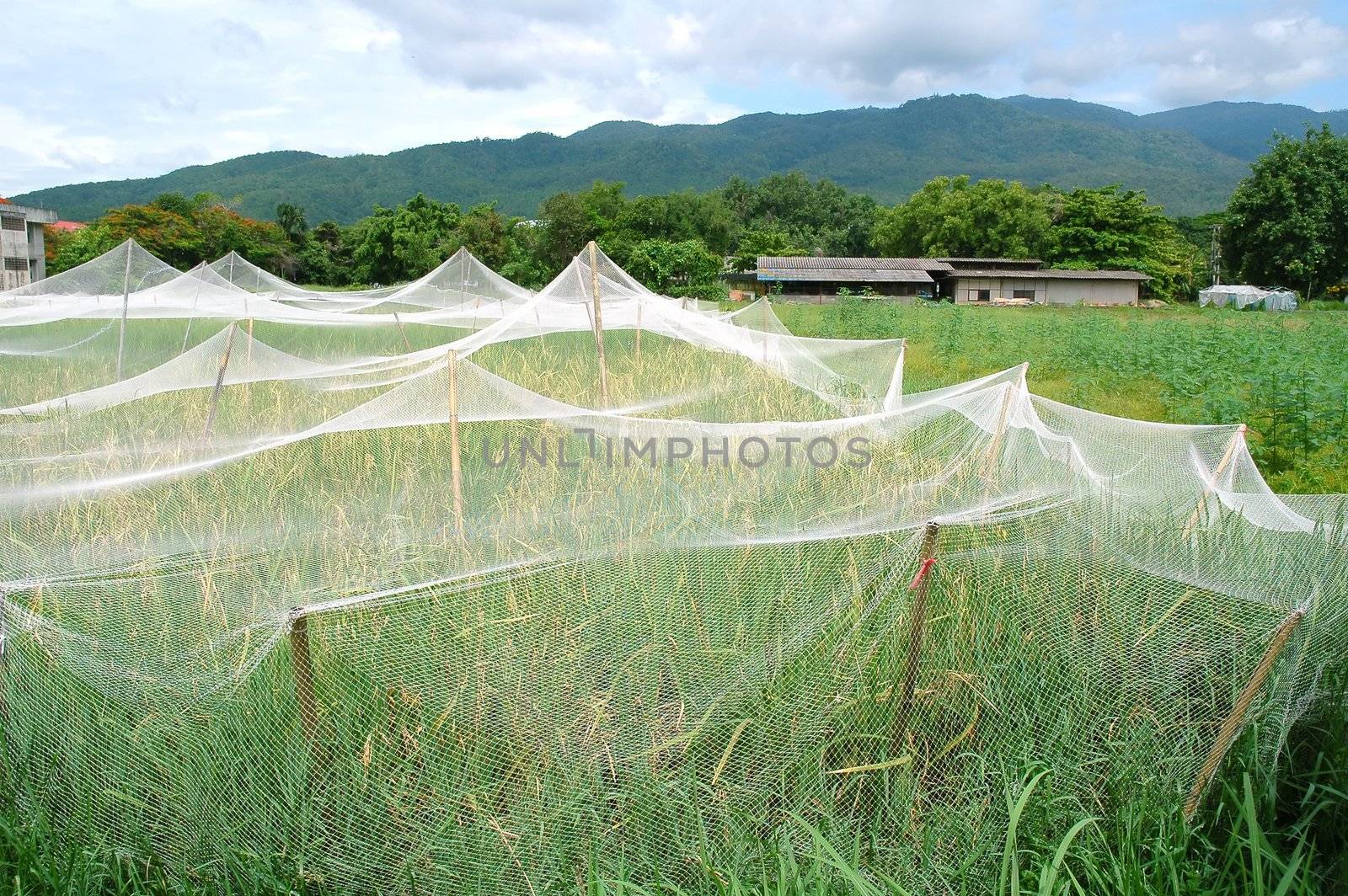 rice field with net cover