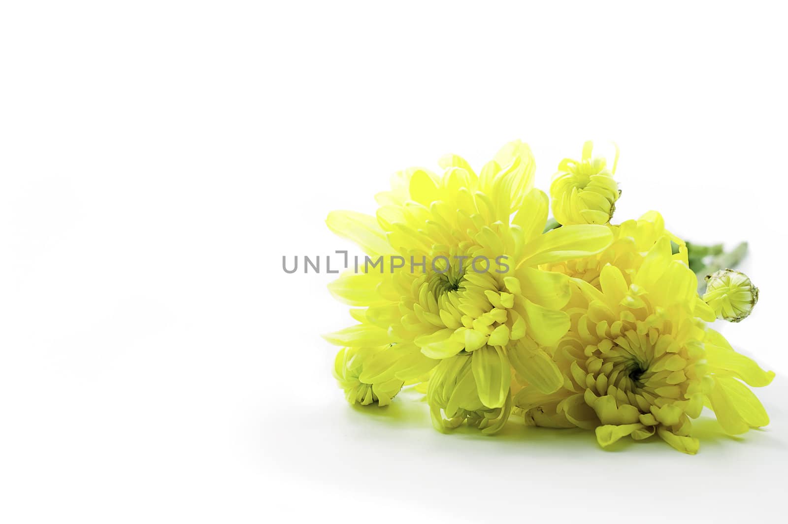 Yellow Chrysanthemums flower isolate on white background