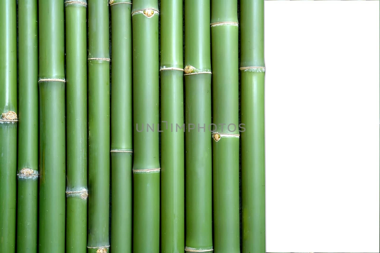 bamboo