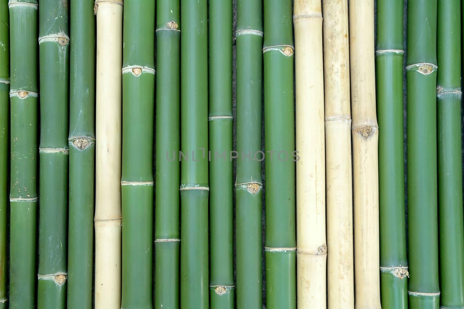 bamboo
