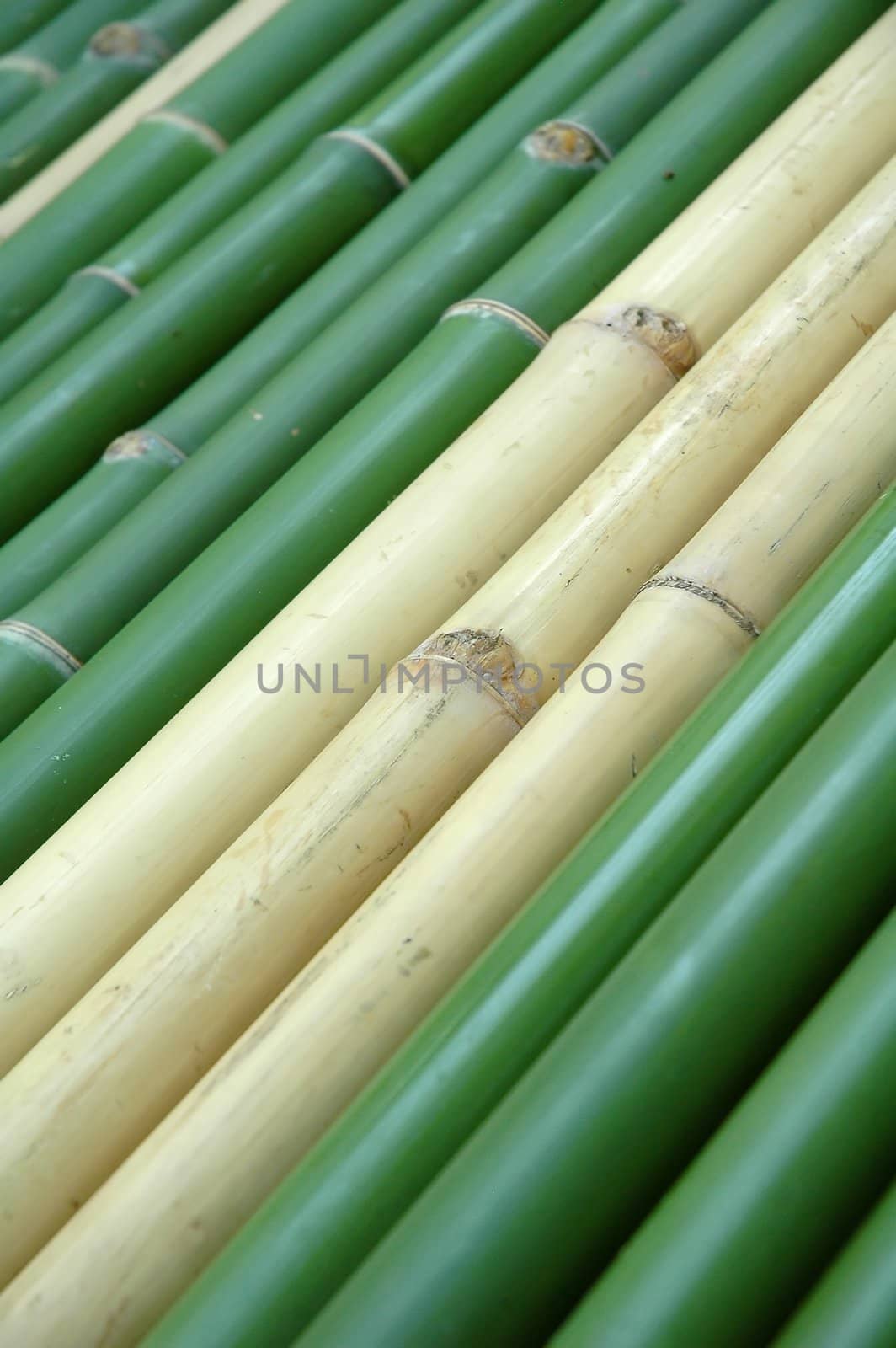 bamboo