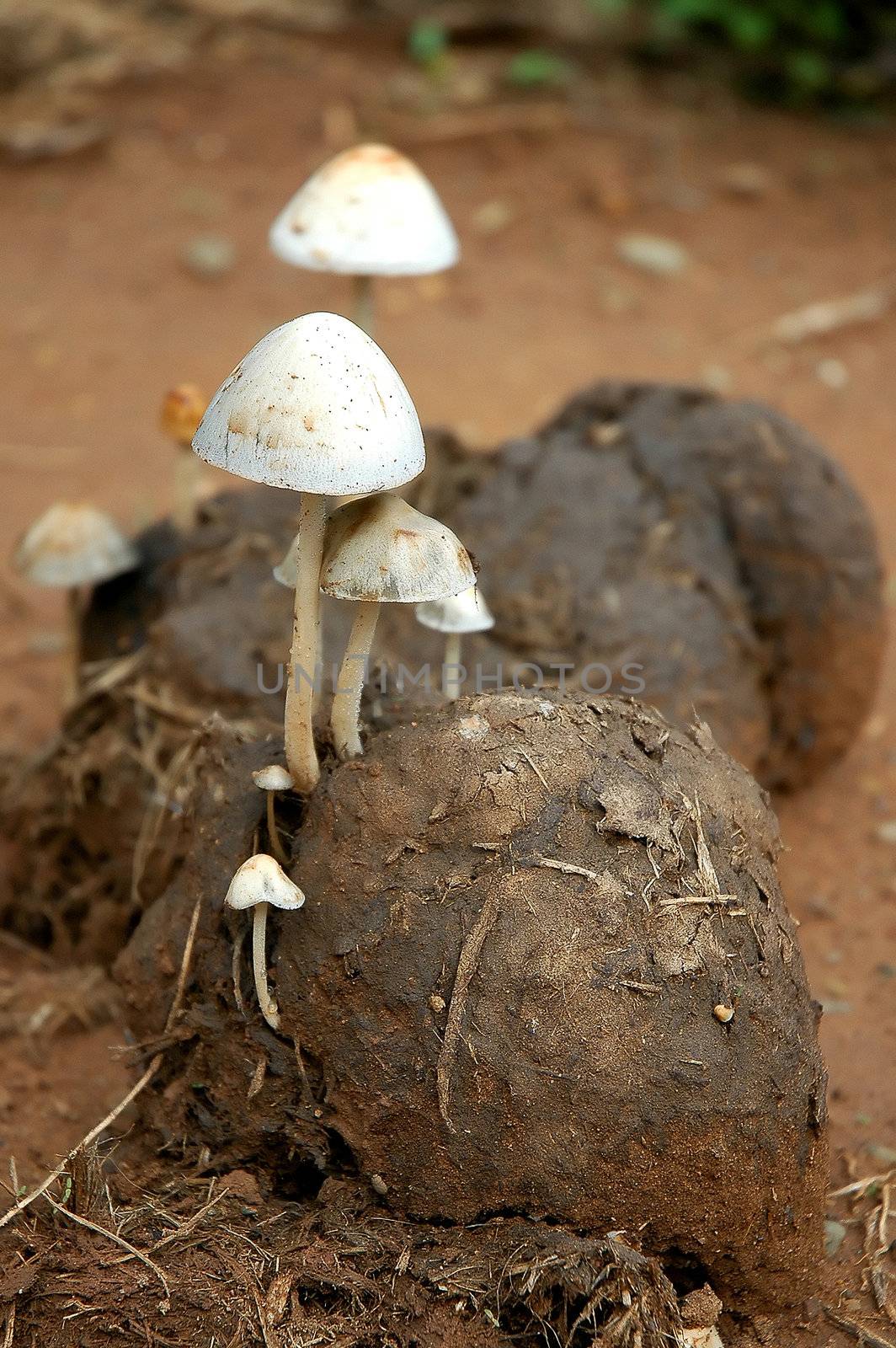 elephant dunk mushroom